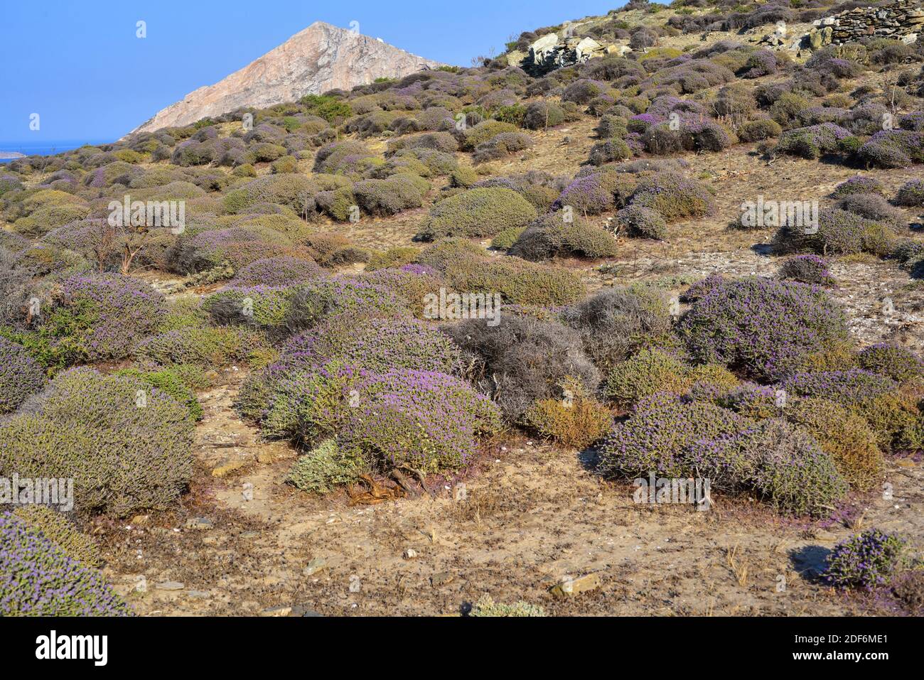 Spanish oregano (Thymus capitatus, Thymbra capitata or Coridothymus capitatus) is a medicinal and compact shrub native to coastal regions of the Stock Photo