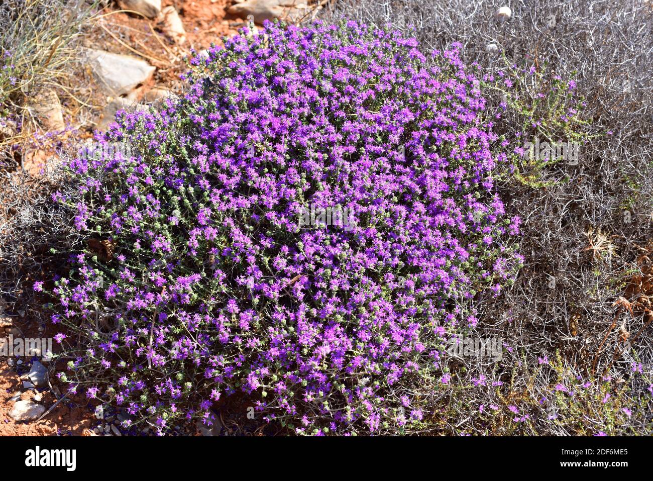 Spanish oregano (Thymus capitatus, Thymbra capitata or Coridothymus