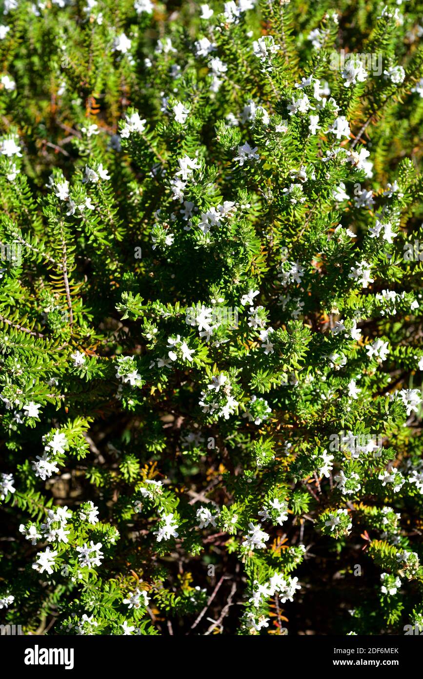 Coastal rosemary (Westringia fruticosa) is a shrub native to eastern