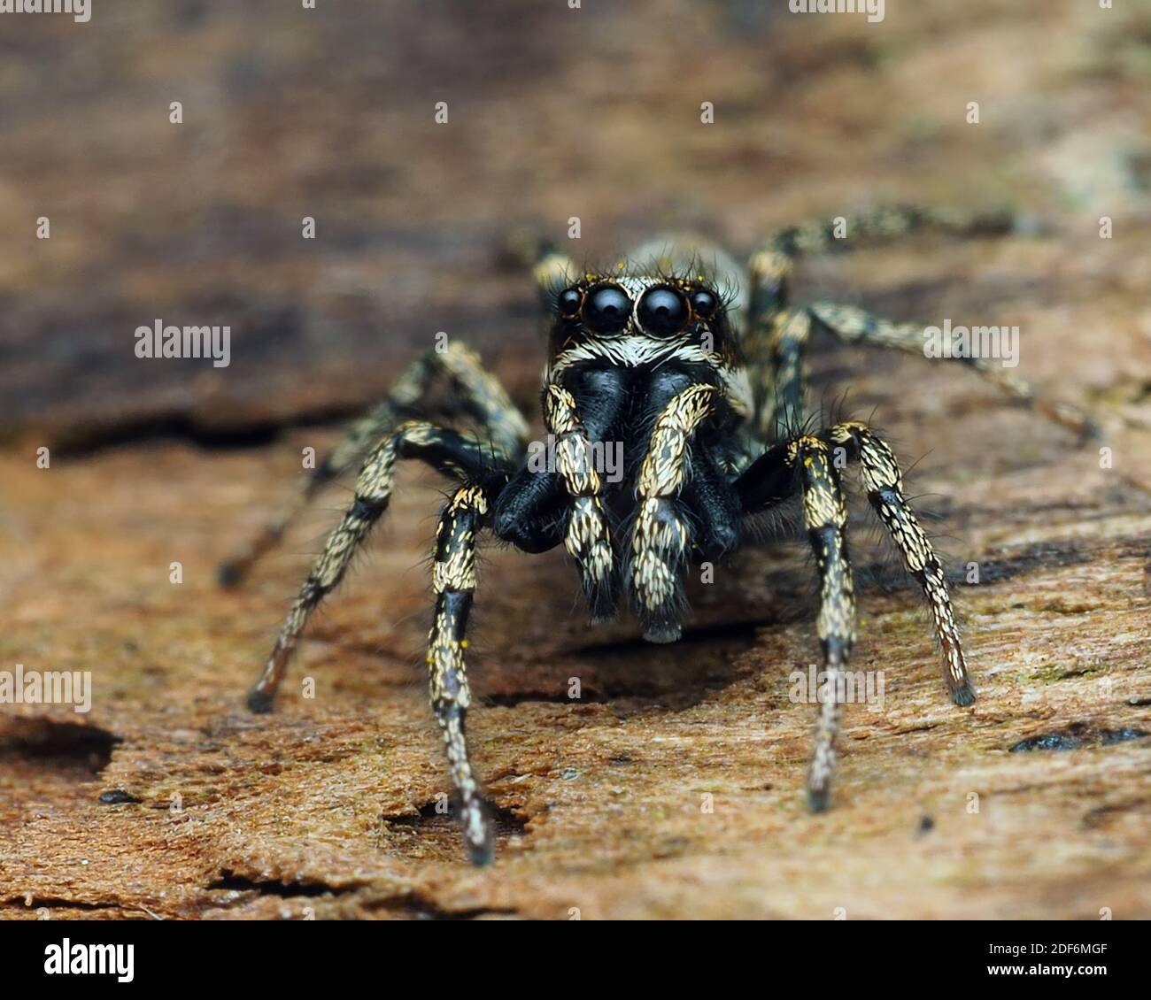 Zebra Jumping Spider (Salticus scenicus) on decaying wood. Tipperary