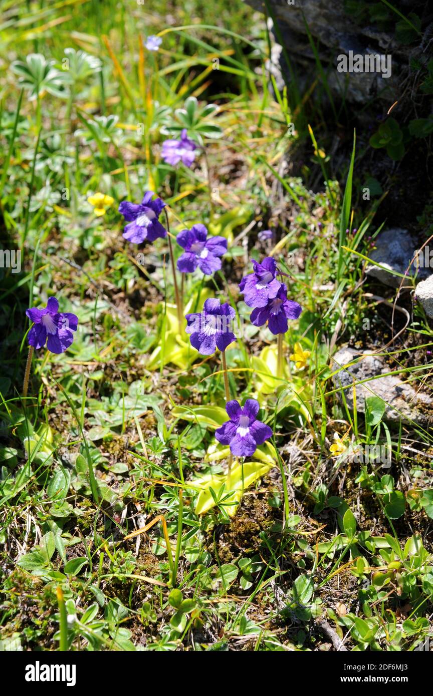 Common butterwort (Pinguicula vulgaris) is a carnivorous plant native