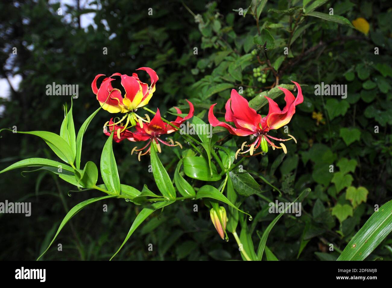 Flame lily or glory lily (Gloriosa superba) is a perennial herb native to South Africa. Stock Photo