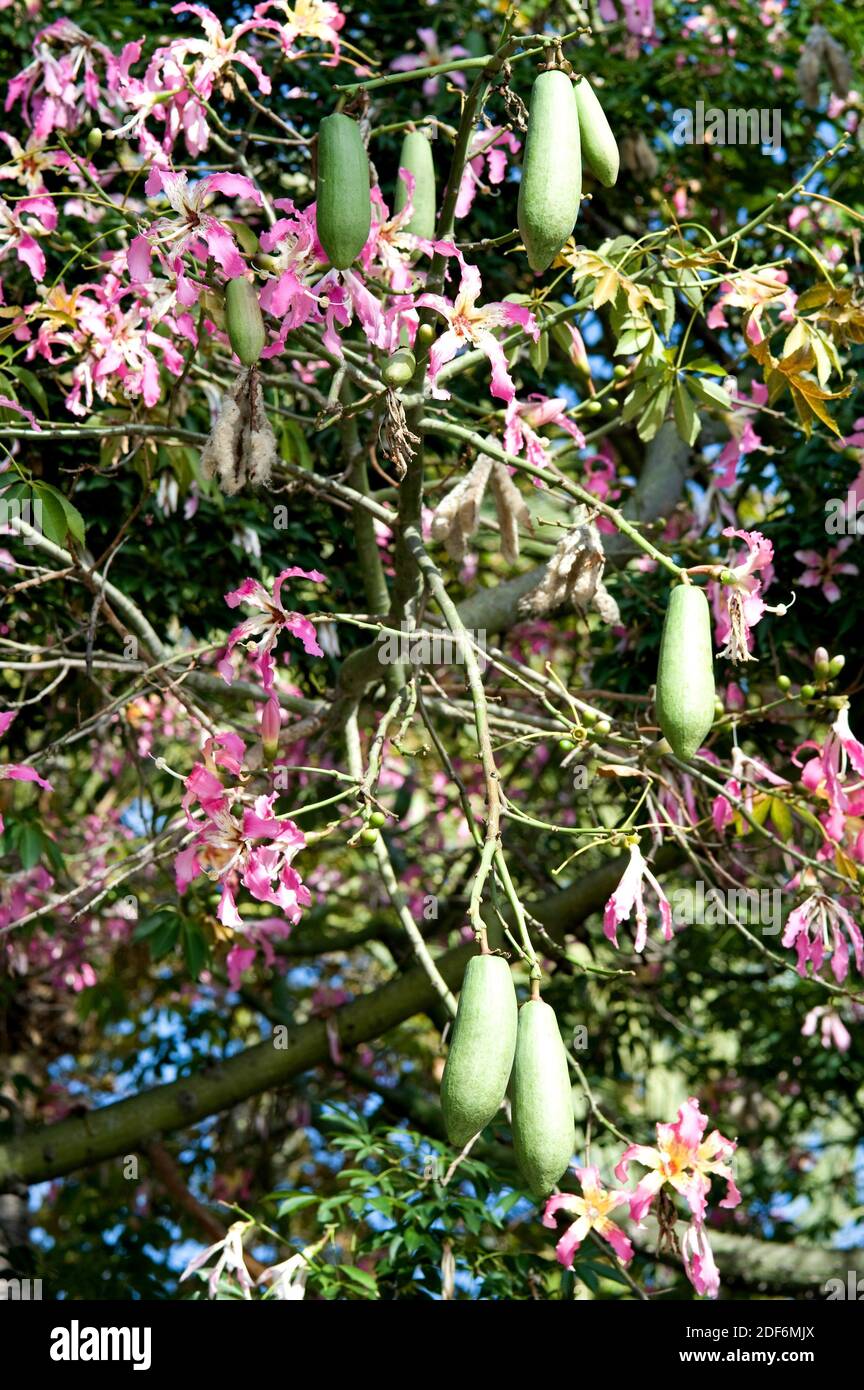 Silk Floss Tree High Resolution Stock Photography And Images Alamy