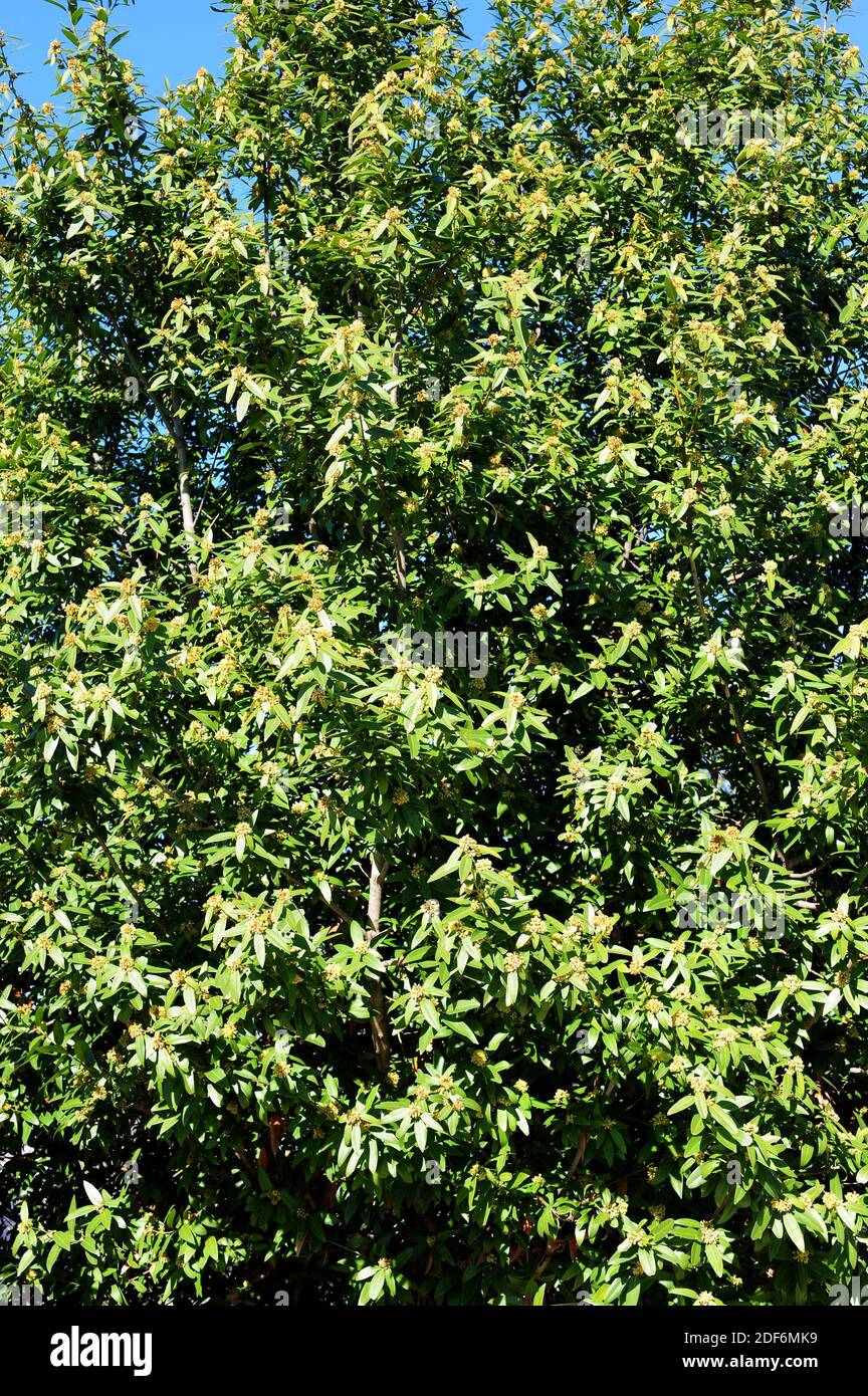 Bay laurel hires stock photography and images Alamy