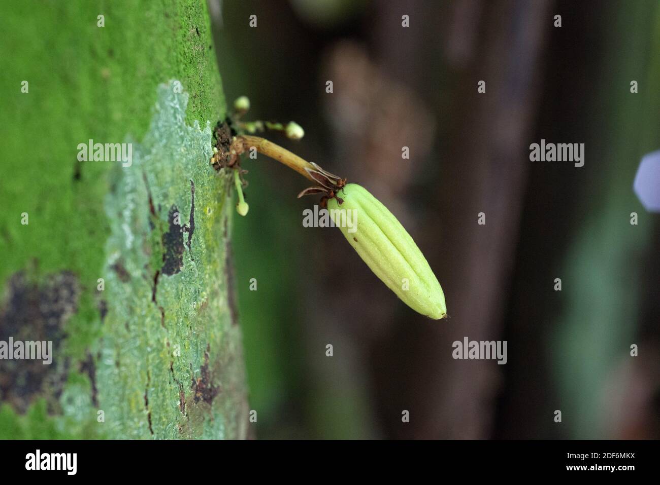 Cacao tree or cocoa tree (Theobroma cacao) is an evergreen tree native