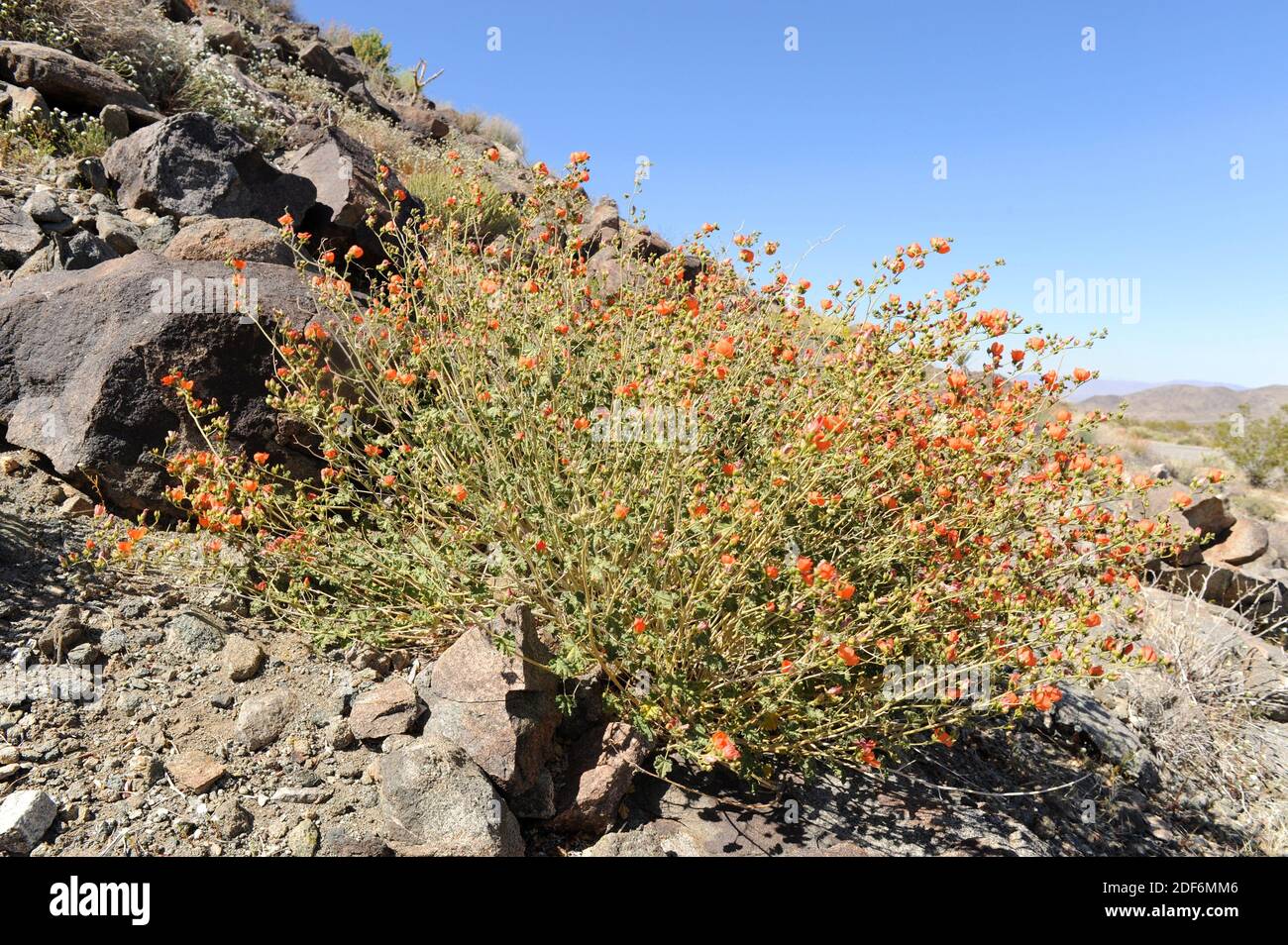 Apricot mallow or desert globemallow (Sphaeralcea ambigua) is a shrub
