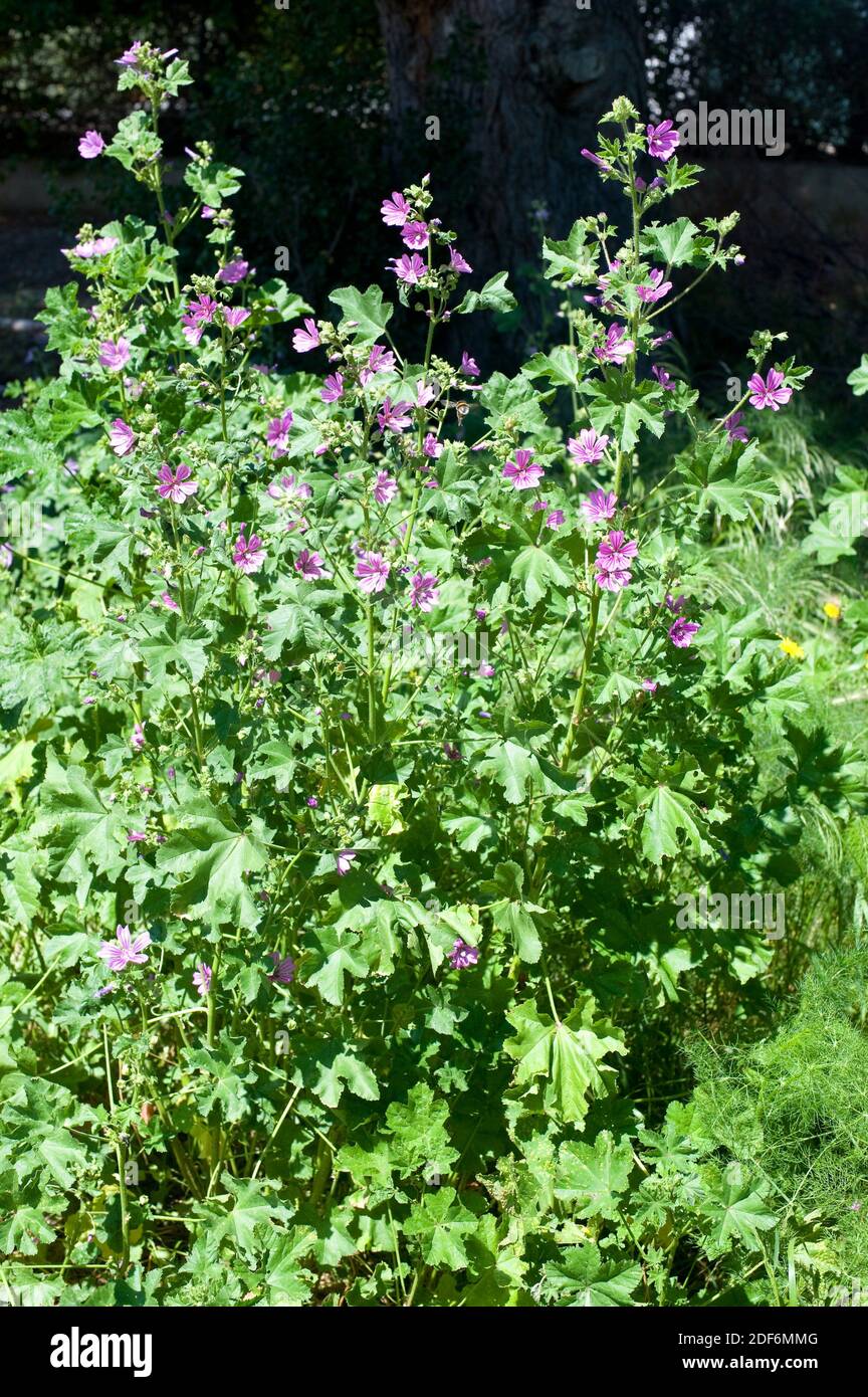 Common mallow (Malva sylvestris) is an annual, biennial or perennial plant native to central and southern Europe, north Africa and western Asia and Stock Photo