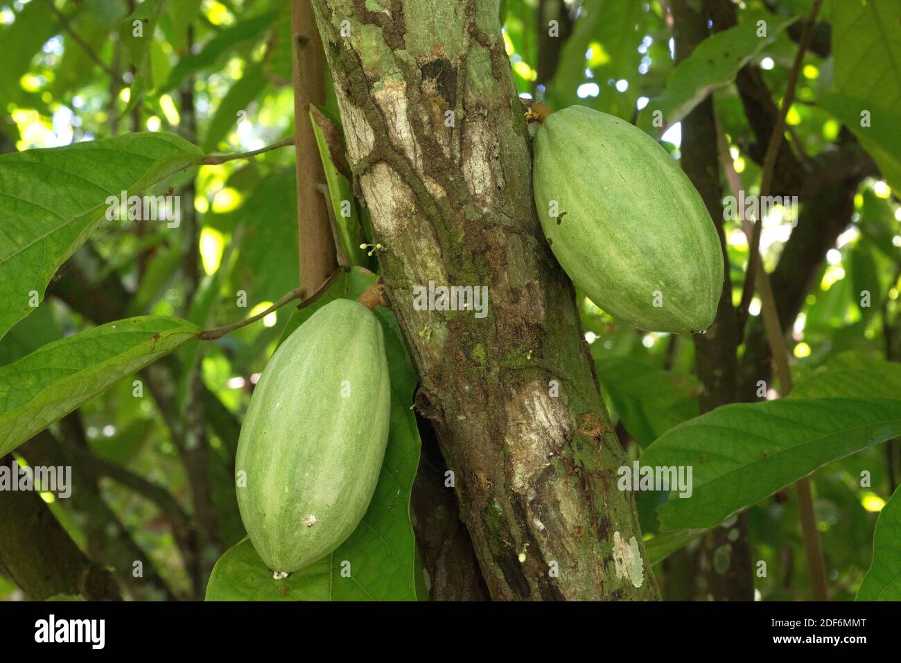 Cocoa tree seeds hires stock photography and images Alamy