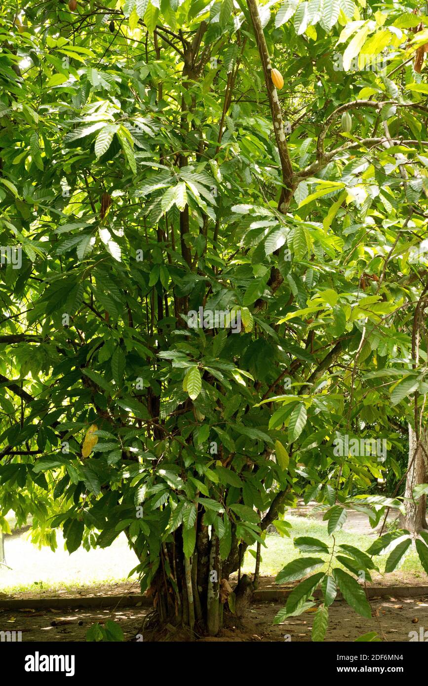 Cacao tree or cocoa tree (Theobroma cacao) is an evergreen tree native