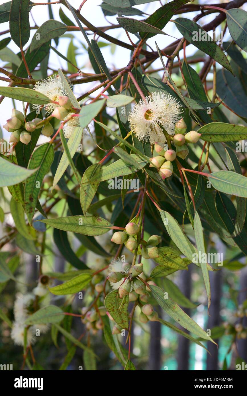 Cup gum (Eucalyptus cosmophylla) is a tree endemic to south Australia
