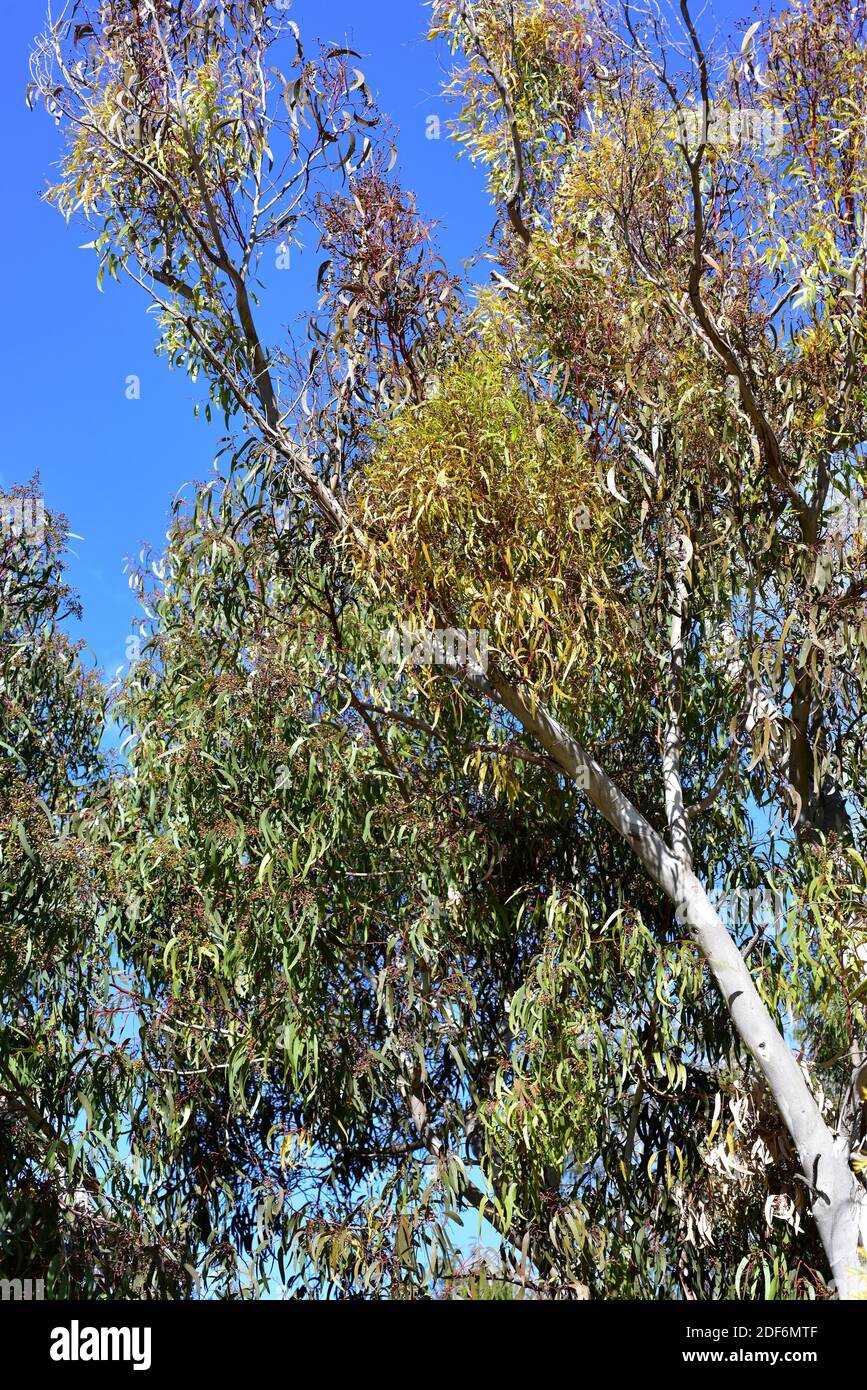 Pink gum (Eucalyptus fasciculosa) is a tree endemic to southeastern Australia. Stock Photo