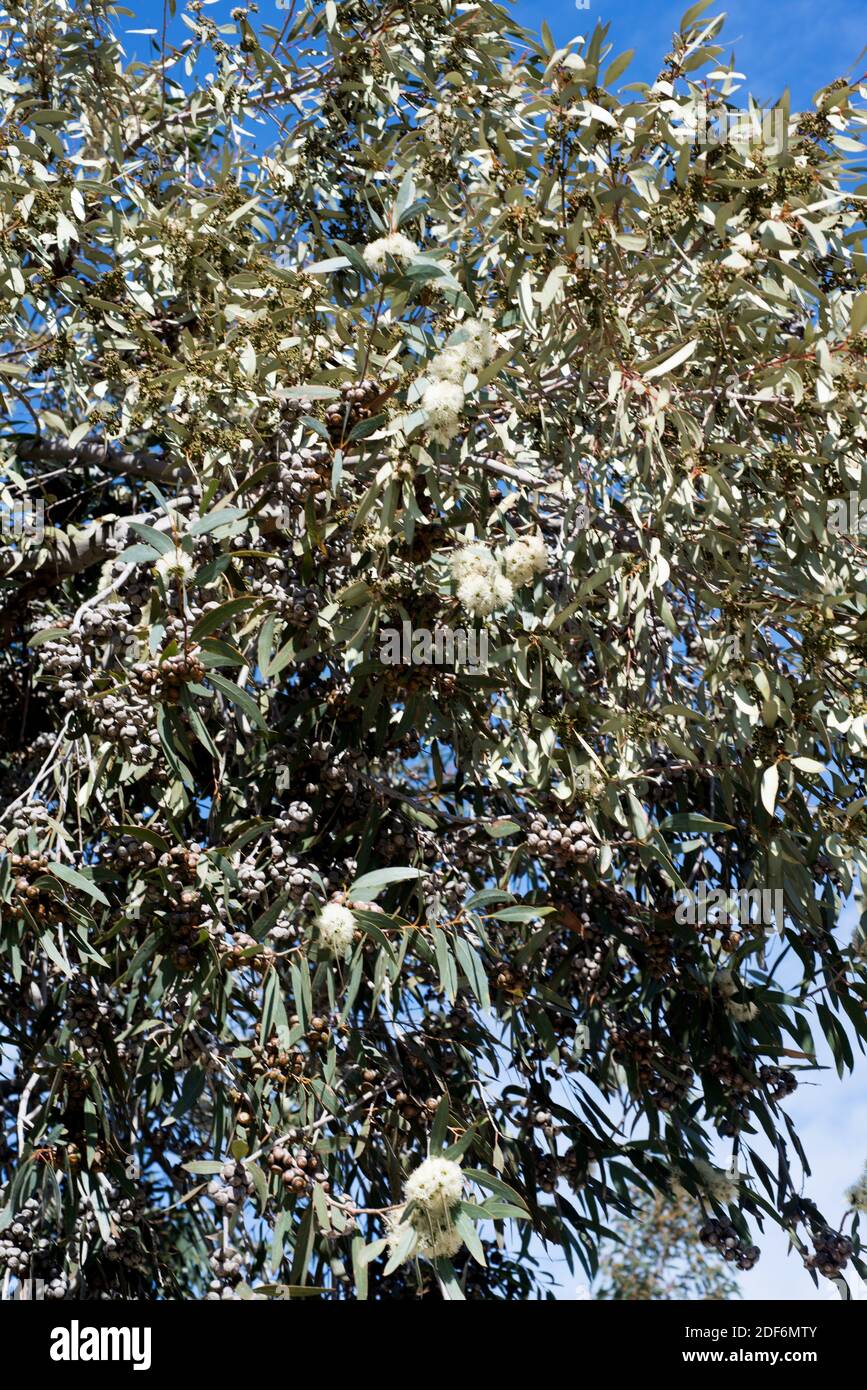 Soap mallee (Eucalyptus diversifolia) is a tree native to south Australia. Stock Photo