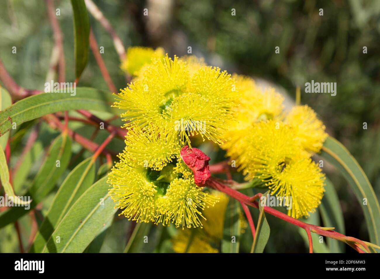 Red-capped gum (Eucalyptus erythrocoris) is a small tree endemic to southwestern Australia. Flowers and leaves detail. Stock Photo