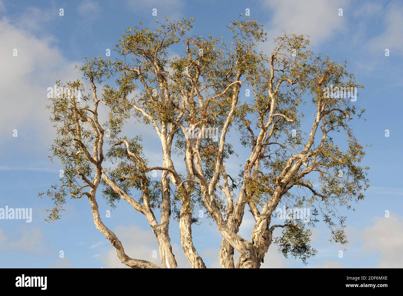 Paper bark tea tree (Melaleuca quinquenervia) is a tree native to Australia and Papua New Guinea. Stock Photo