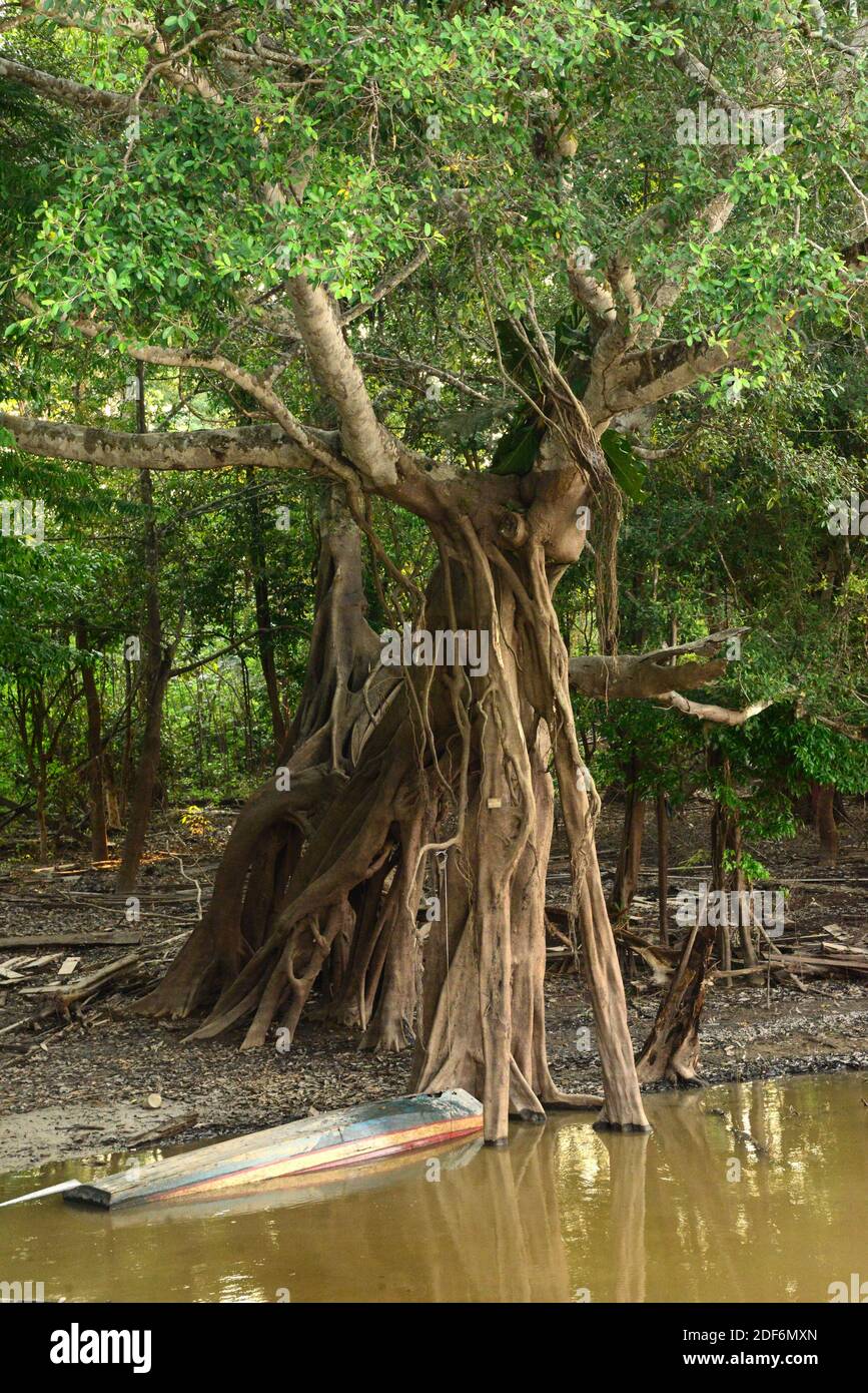 West Indian laurel fig (Ficus americana) is a tree native to tropical America. This photo was taken in Manaus, Brazil. Stock Photo