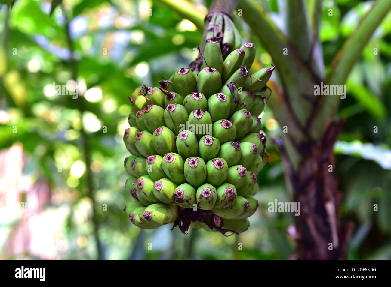 South east asia plant hi-res stock photography and images - Alamy