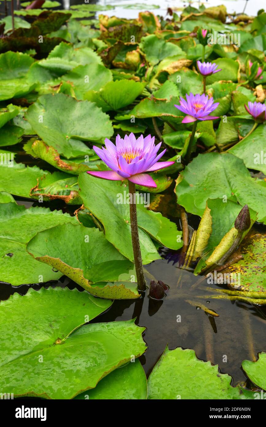 Blue Egyptian lotus or blue water lily (Nymphaea caerulea) is an aquatic plant native to east Africa and naturalized in south Asia. This photo was Stock Photo