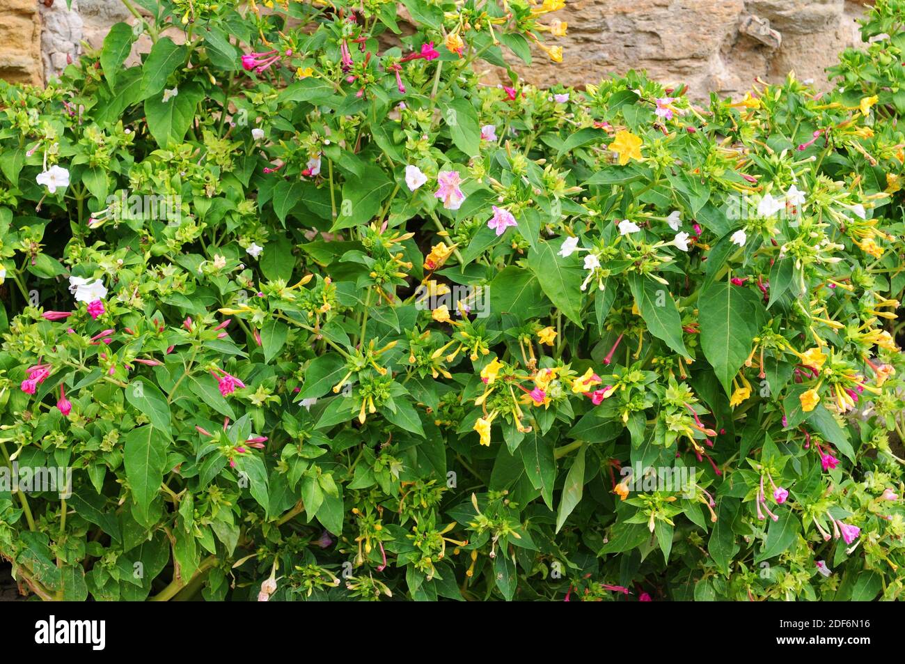 Marvel of Peru or four o'clock flower (Mirabilis jalapa) is a perennial plant with variegated flowers native to tropical South America. Stock Photo