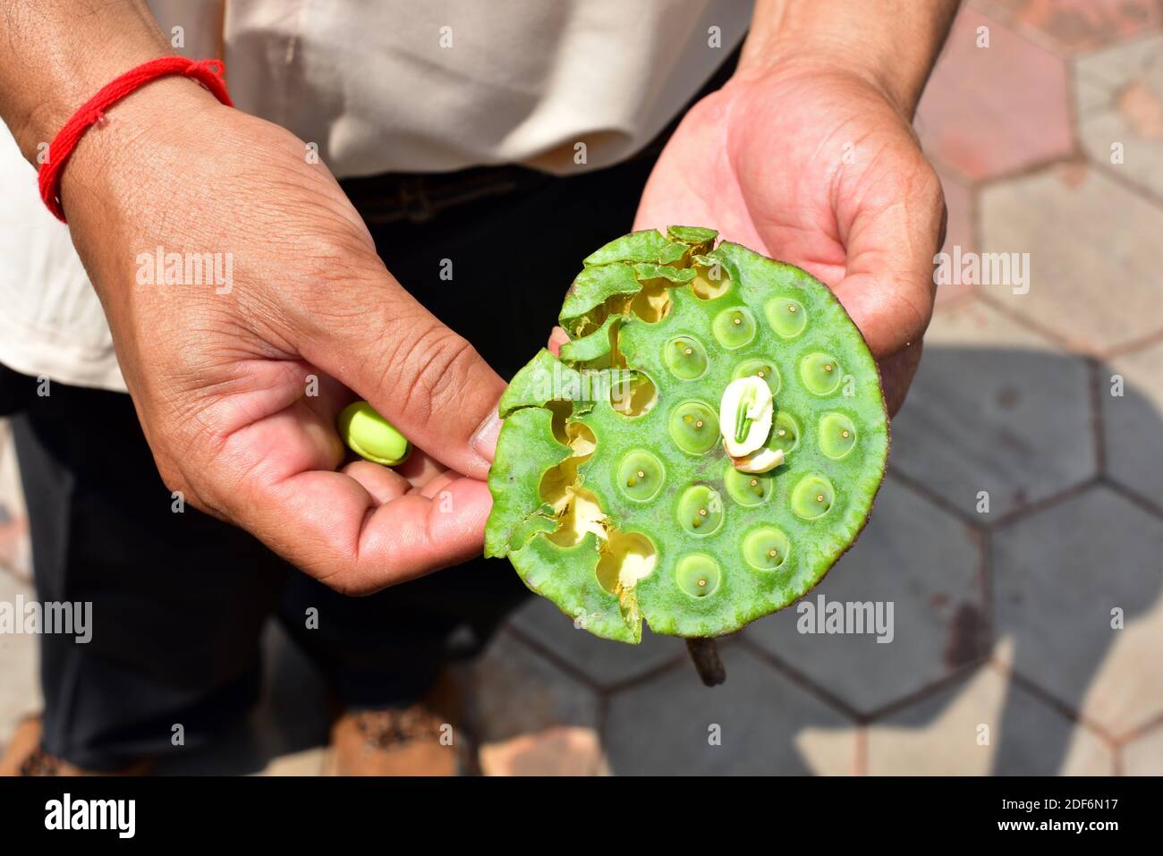 Lotus, Indian lotus or sacred lotus (Nelumbo nucifera) is a perennial