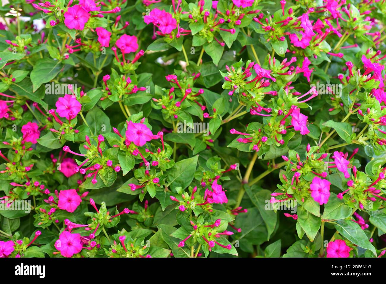 Marvel of Peru or four o'clock flower (Mirabilis jalapa) is a perennial plant with variegated flowers native to tropical South America. Stock Photo