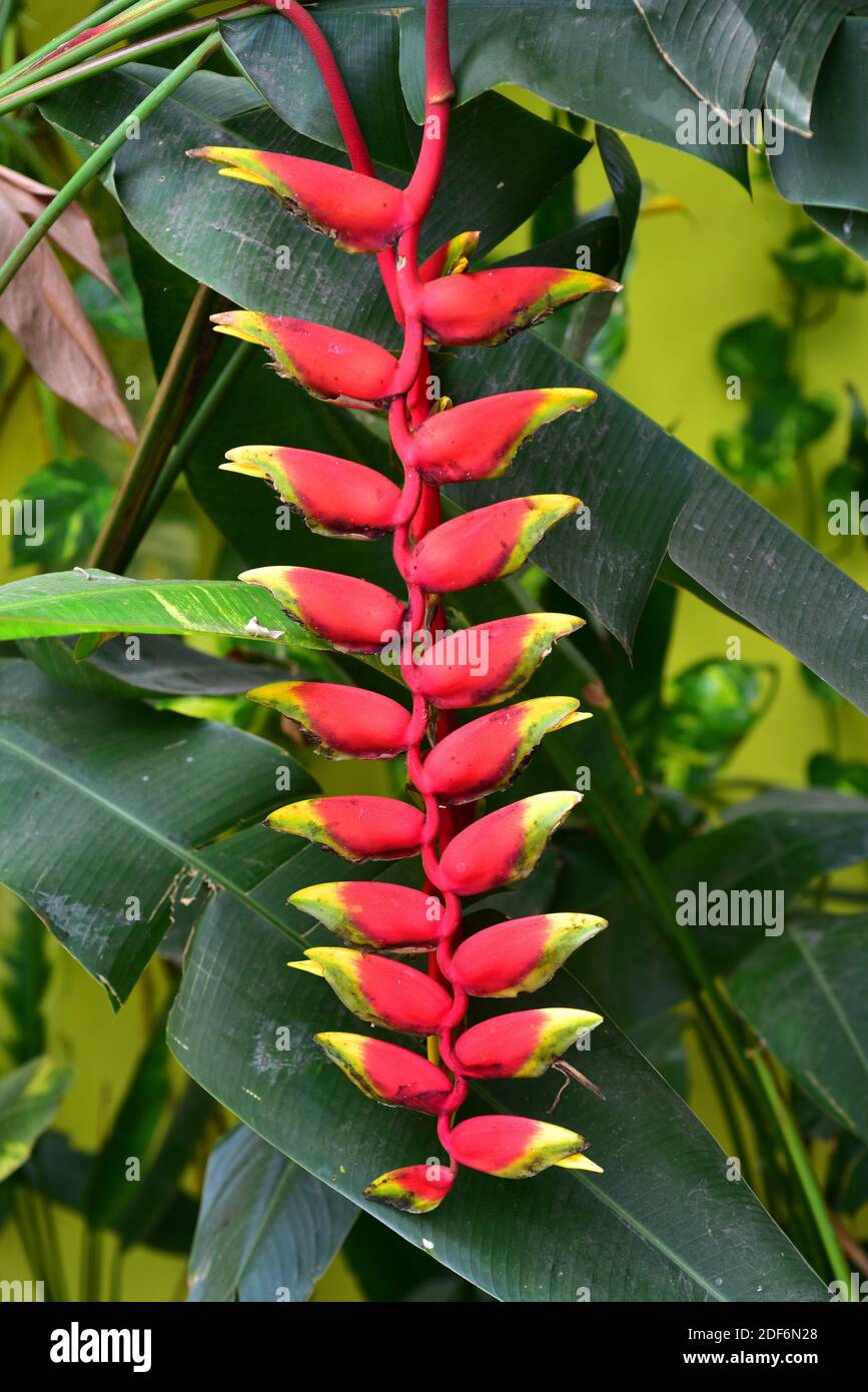 Hanging lobster claw (Heliconia rostrata) is an ornamental plant native to western tropical America from Costa Rica to Bolivia. Stock Photo