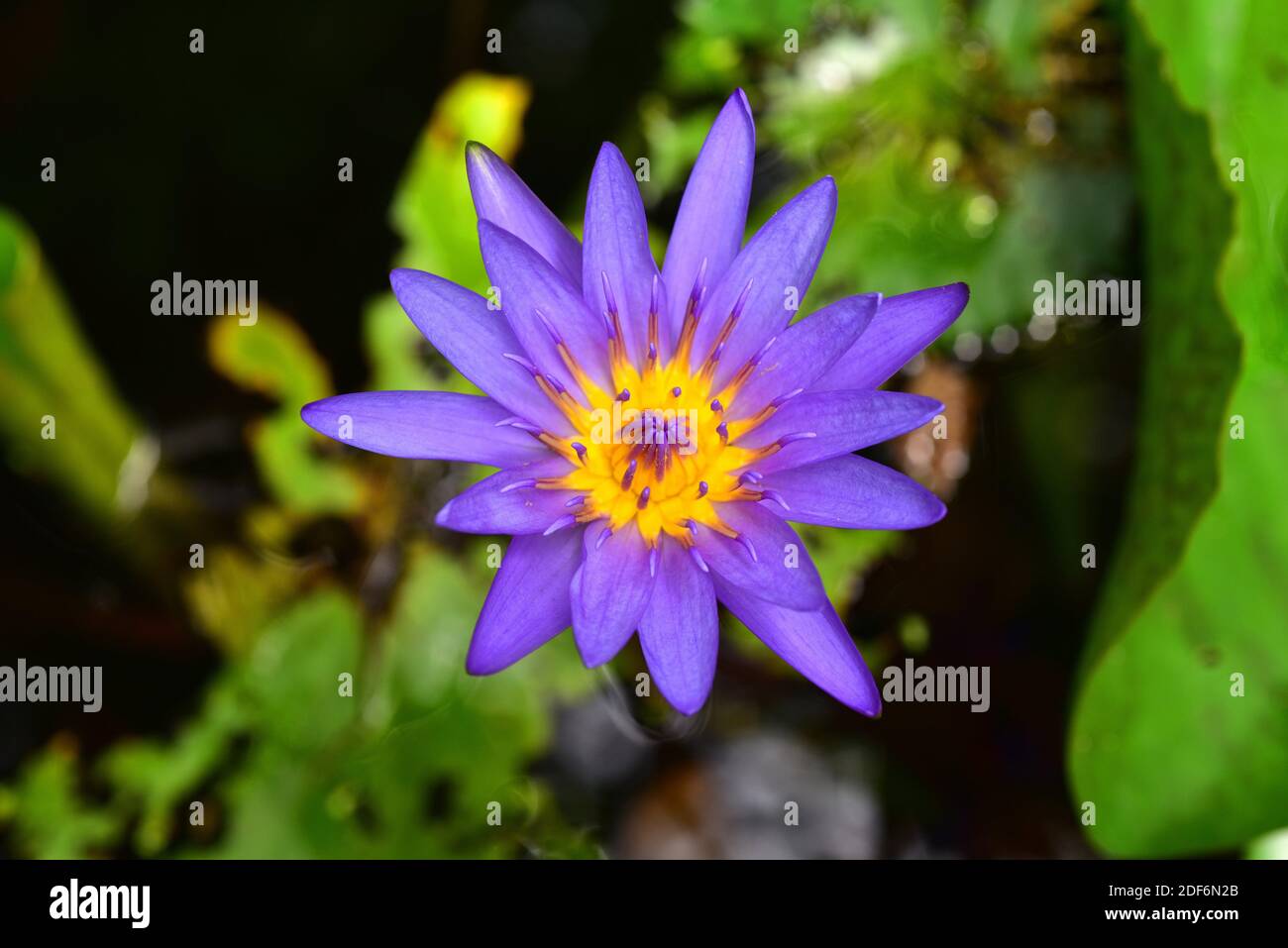 The blue egyptian water lily hires stock photography and images Alamy