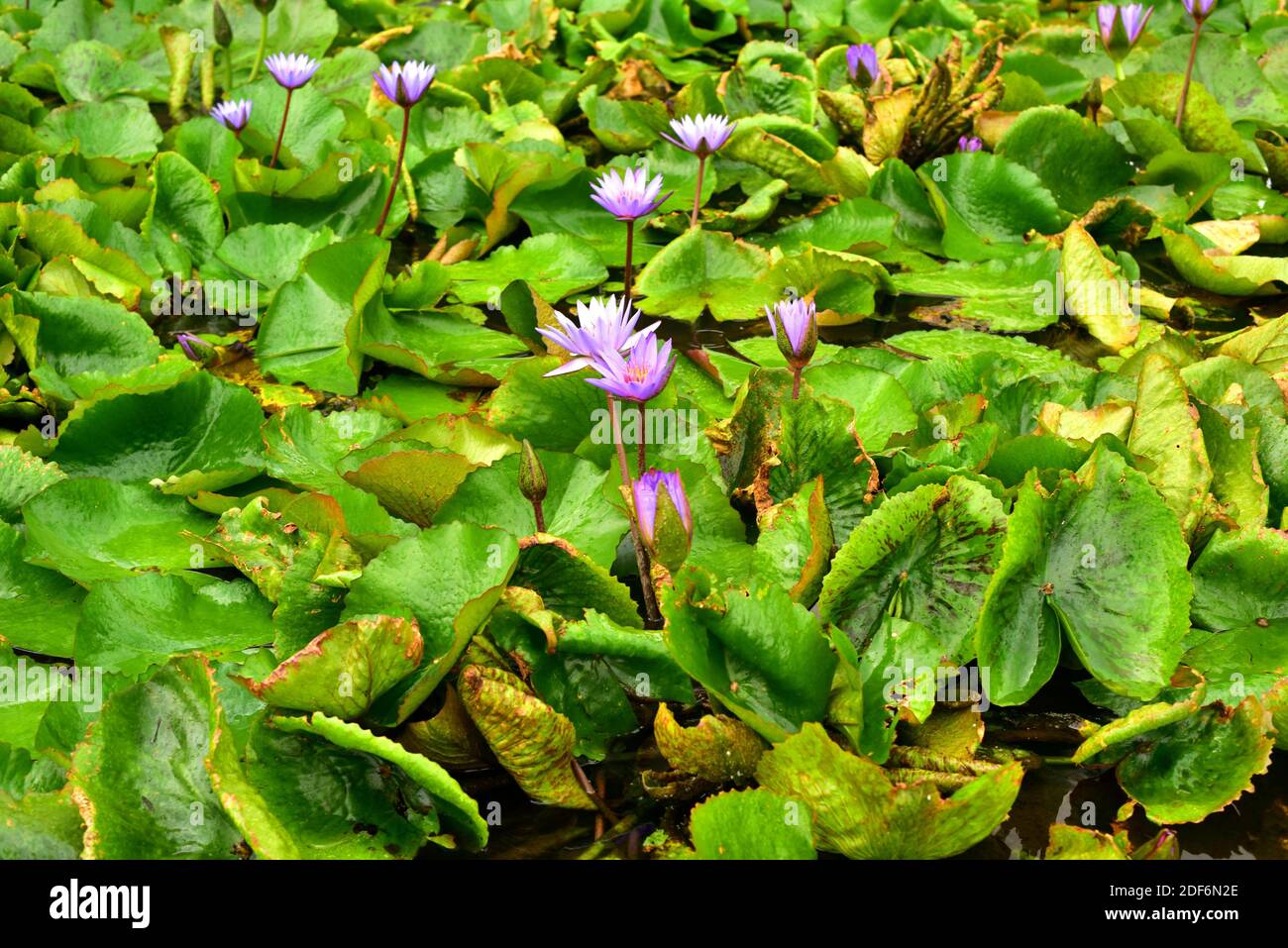 Egyptian Lily High Resolution Stock Photography and Images - Alamy