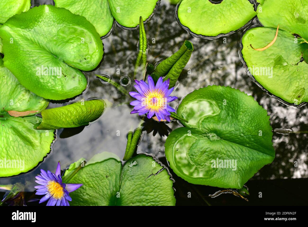 Egyptian blue lotus hires stock photography and images Alamy