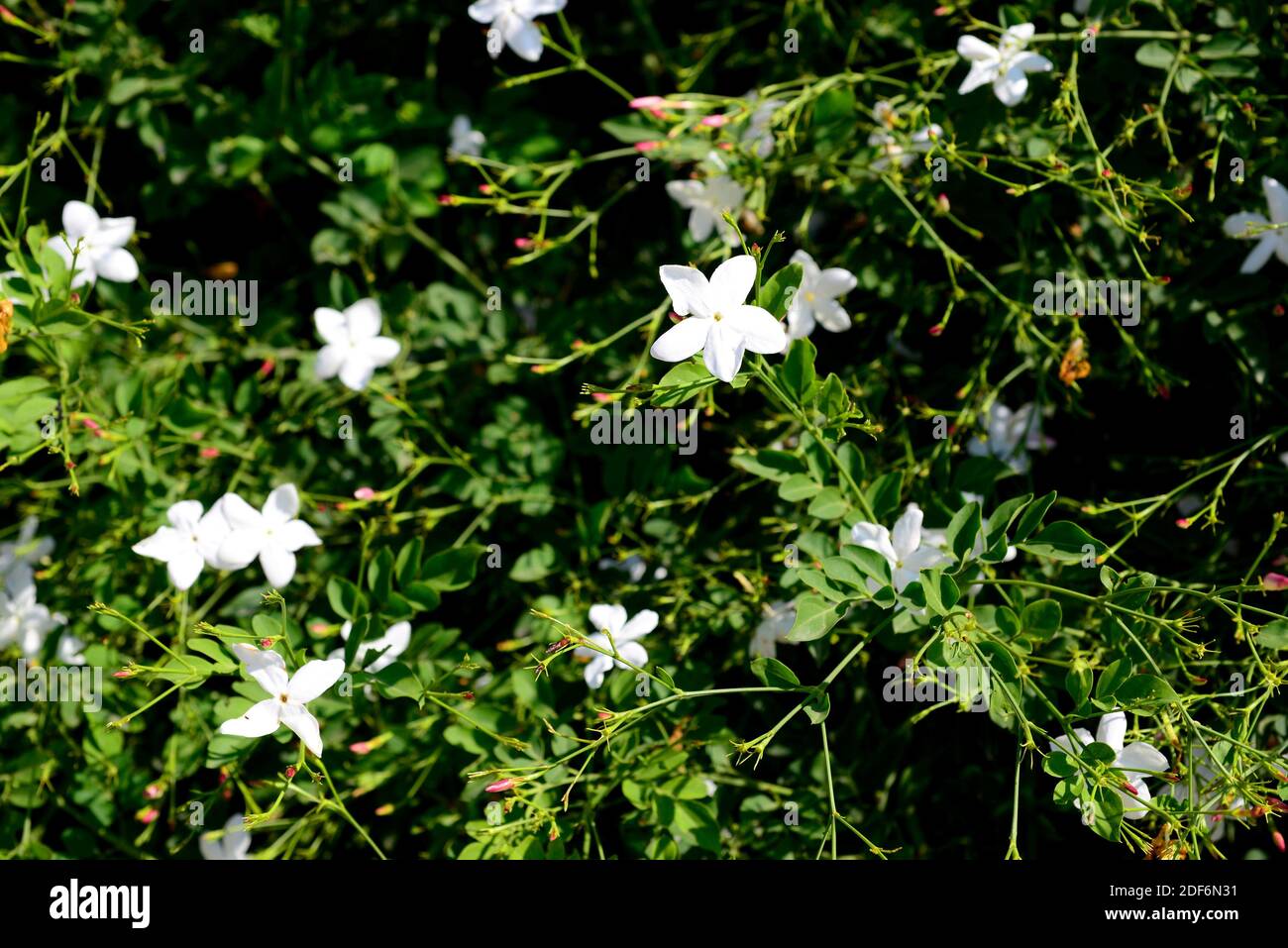 Jasmine (Jasminum officinale) is a deciduous shrub native to Asia but widely cultivated and