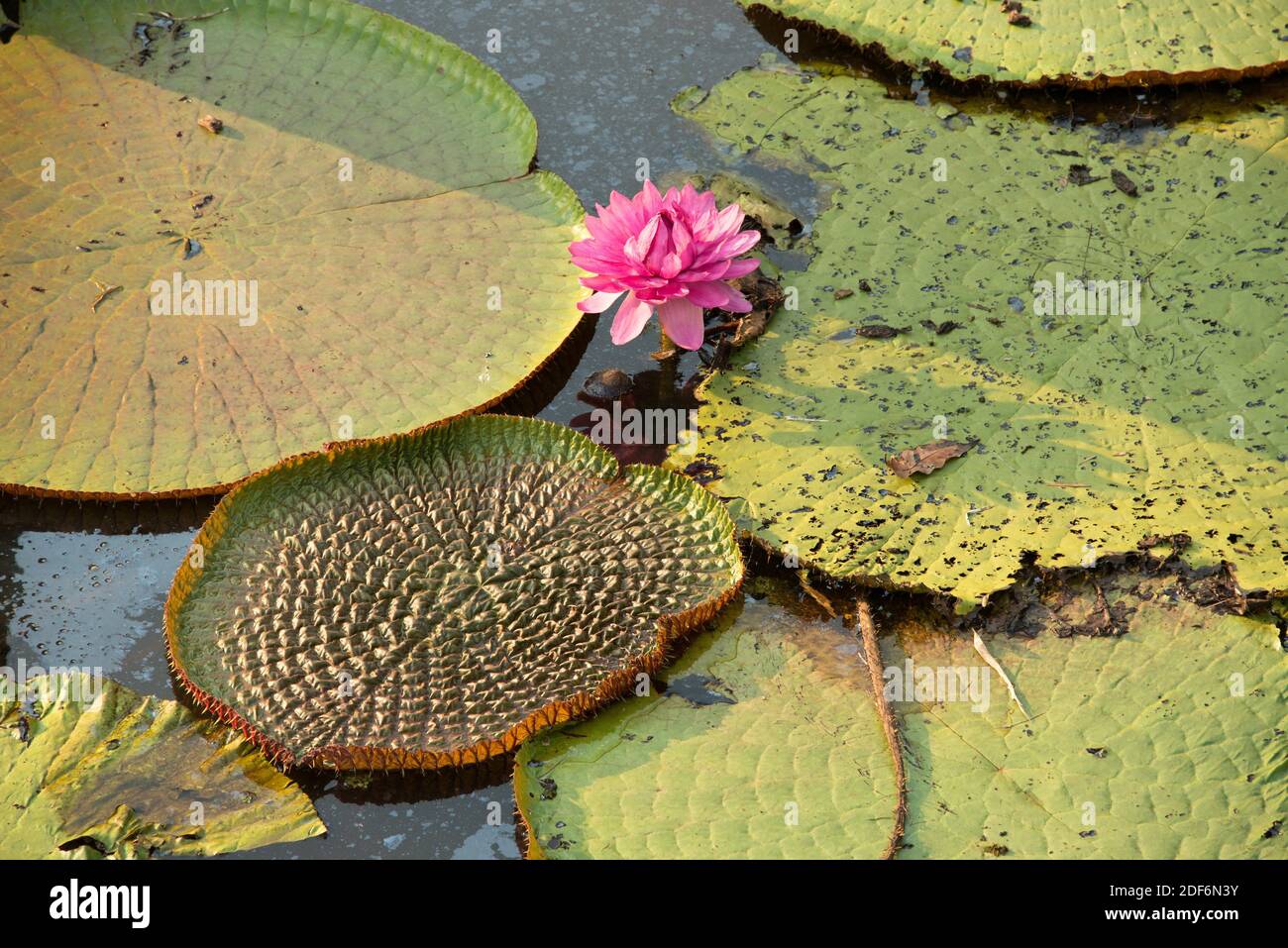 Victoria water lily (Victoria amazonica or Victoria regia) ia an