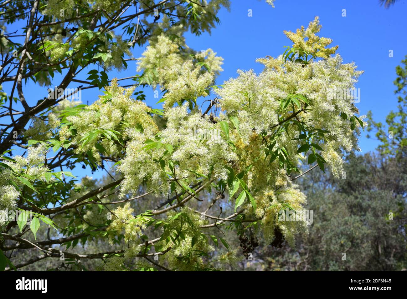 Manna ash (Fraxinus ornus) is a deciduous tree native to south Europe and southwest Asia.Inflorescences and leaves detail. Stock Photo