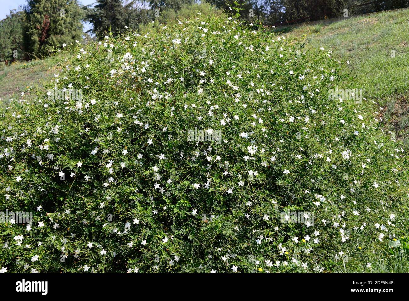 White jasmine jasminum officinale hires stock photography and images Alamy
