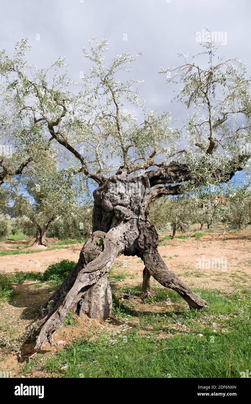 Millenary olive tree (Olea europaea europaea). Olive is a perennial tree native to Mediterranean