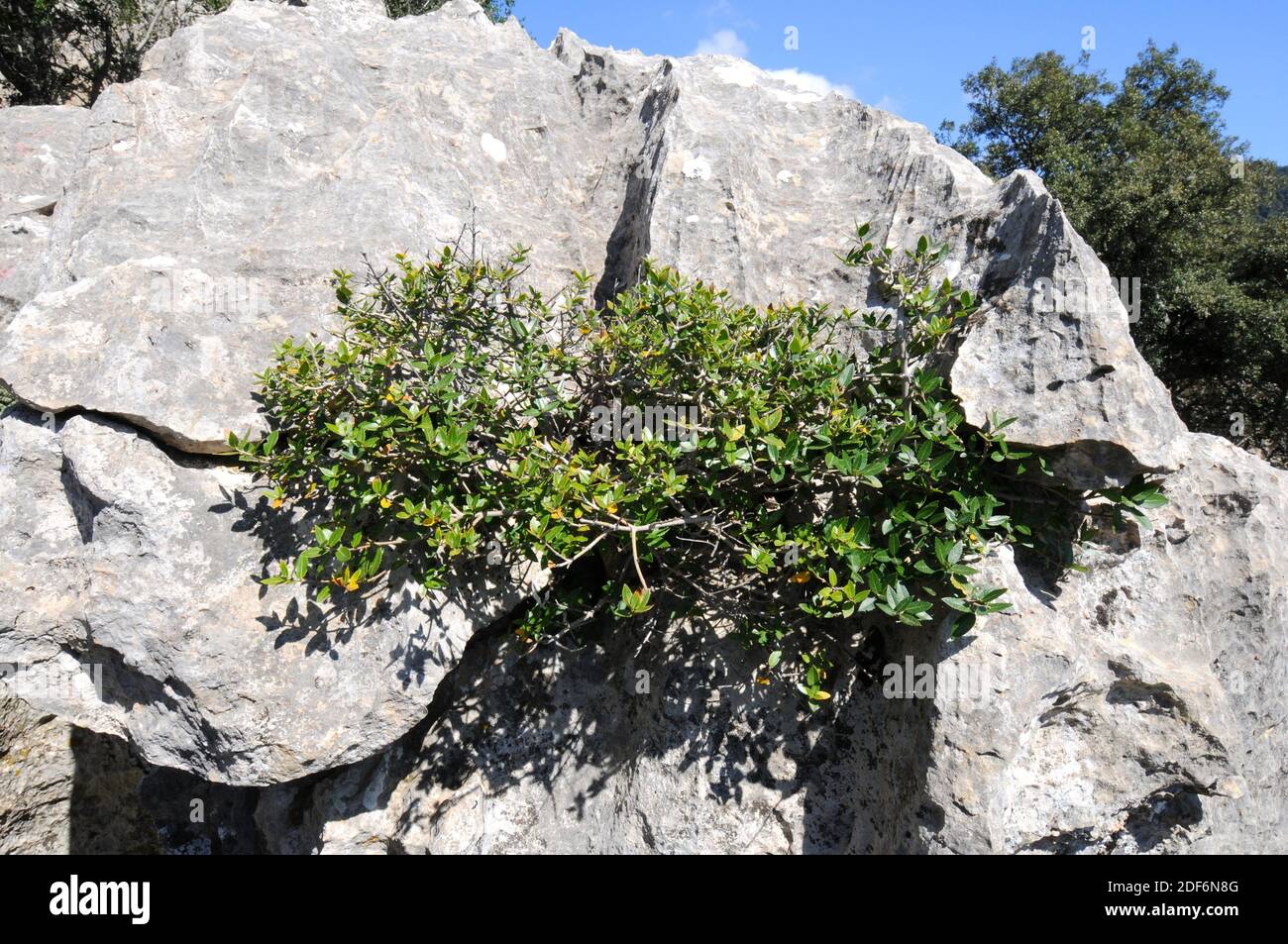 Narrow-leaved mock privet (Phillyrea angustifolia) is a perennial shrub native to Mediterranean Basin. This photo was taken in Mallorca Island, Stock Photo