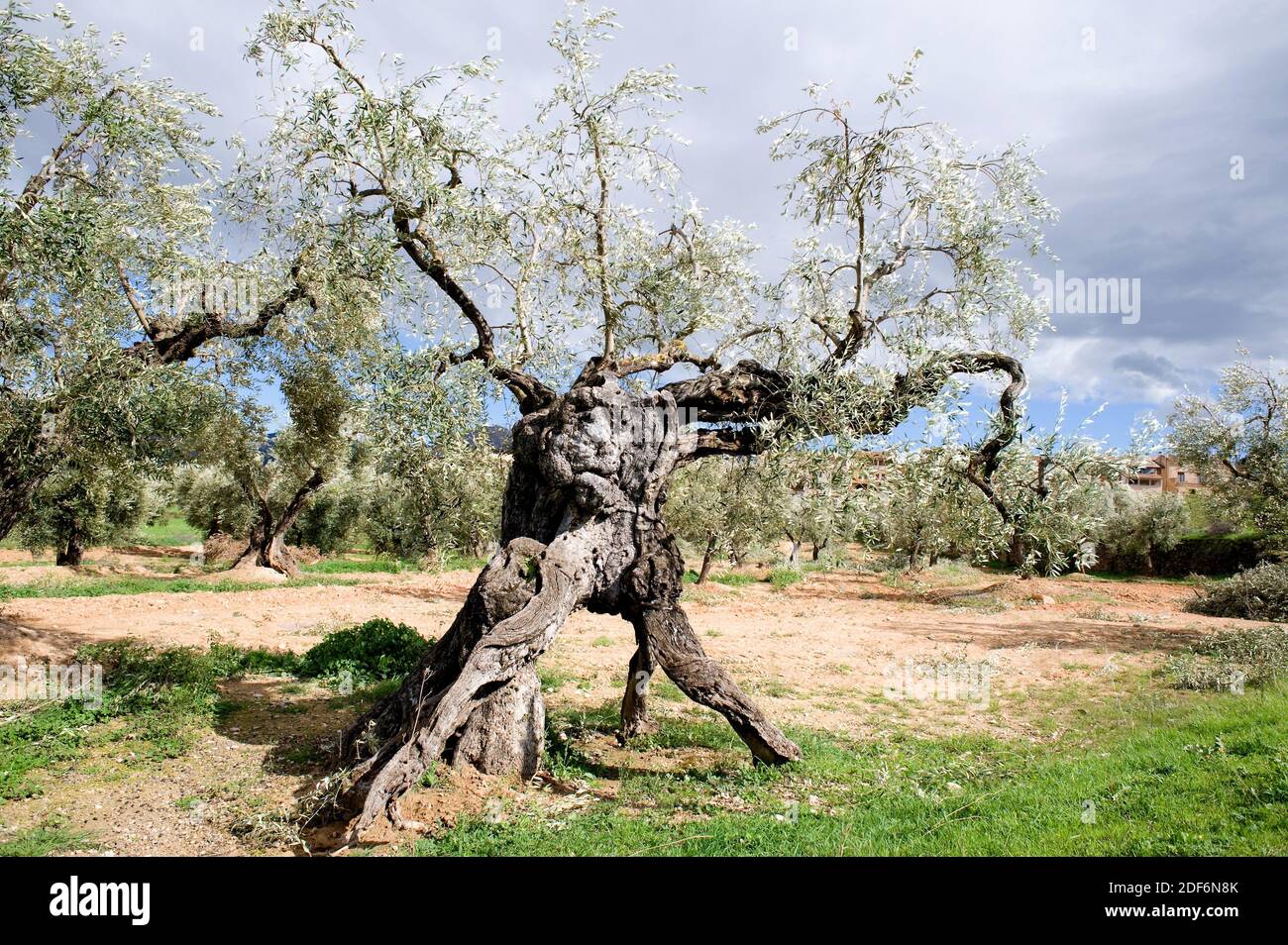 Millenary olive tree (Olea europaea europaea). Olive is a perennial tree  native to Mediterranean Basin. Its fruits (olives) are edible and provides  Stock Photo - Alamy
