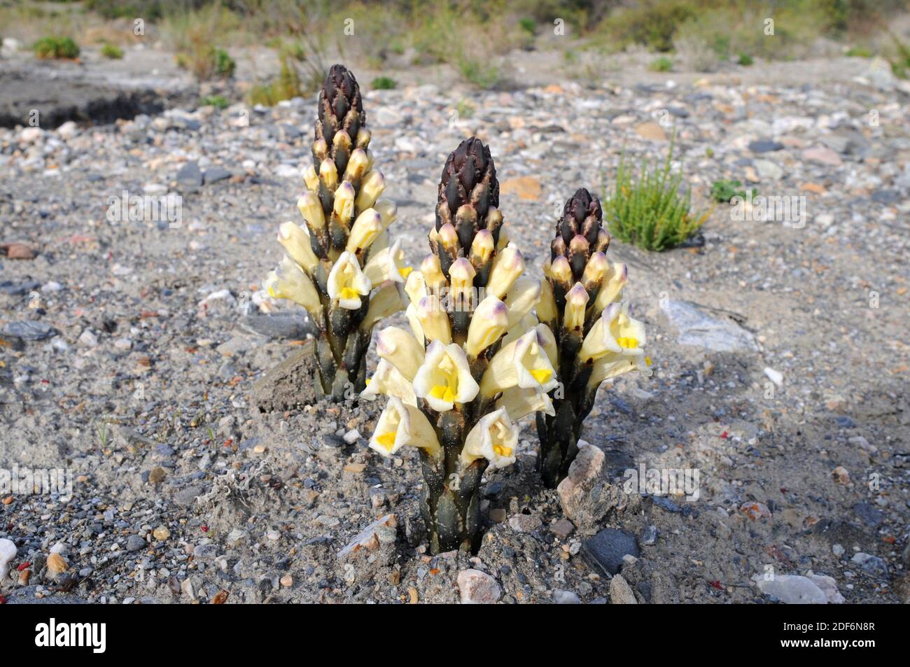 Yellow broomrape (Cistanche phelypaea) is a parasitic plant native to eastern Mediterranean Basin. This photo was taken in Desierto de Tabernas Stock Photo