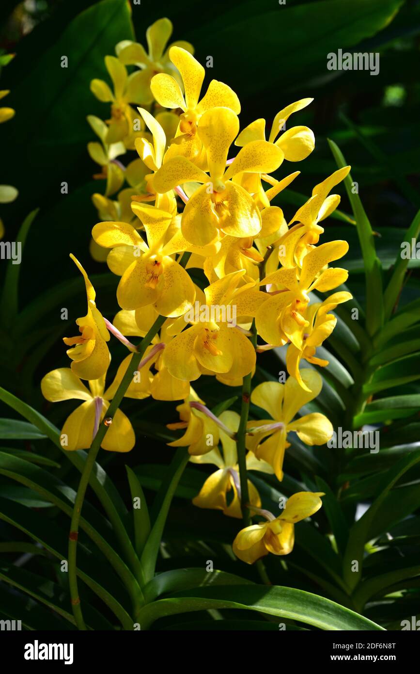 Hybrid orchid (Aranda sp. ) between Arachnis and Vanda. Stock Photo