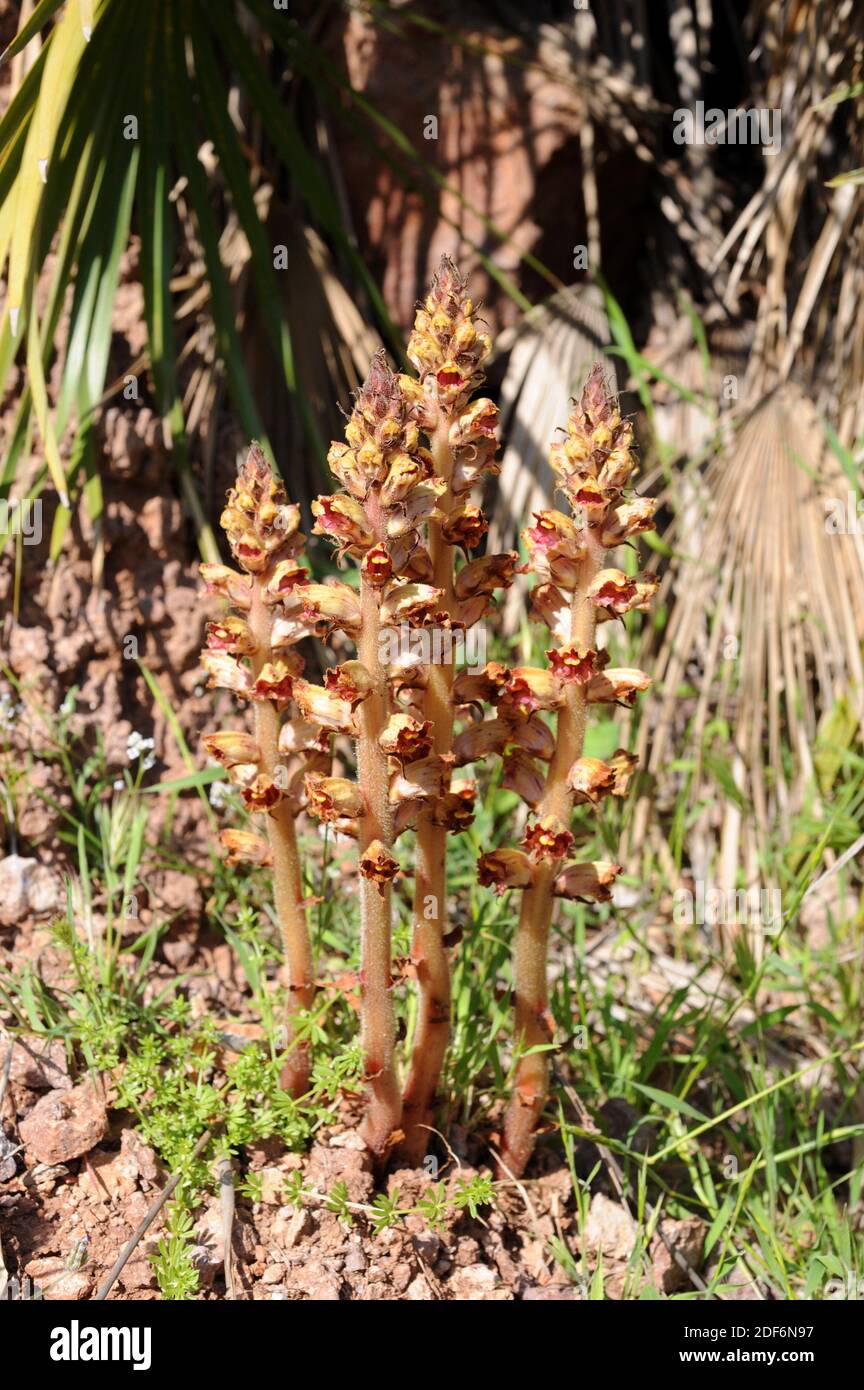 Slender broomrape (Orobanche gracilis or Orobanche cruenta) is a parasite plant native to central and south Europe. Stock Photo