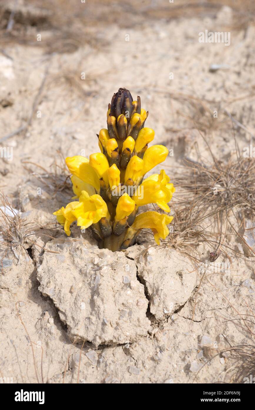 Yellow broomrape (Cistanche phelypaea) is a parasitic plant native to eastern Mediterranean Basin. This photo was taken in Sorbas, Almeria province, Stock Photo