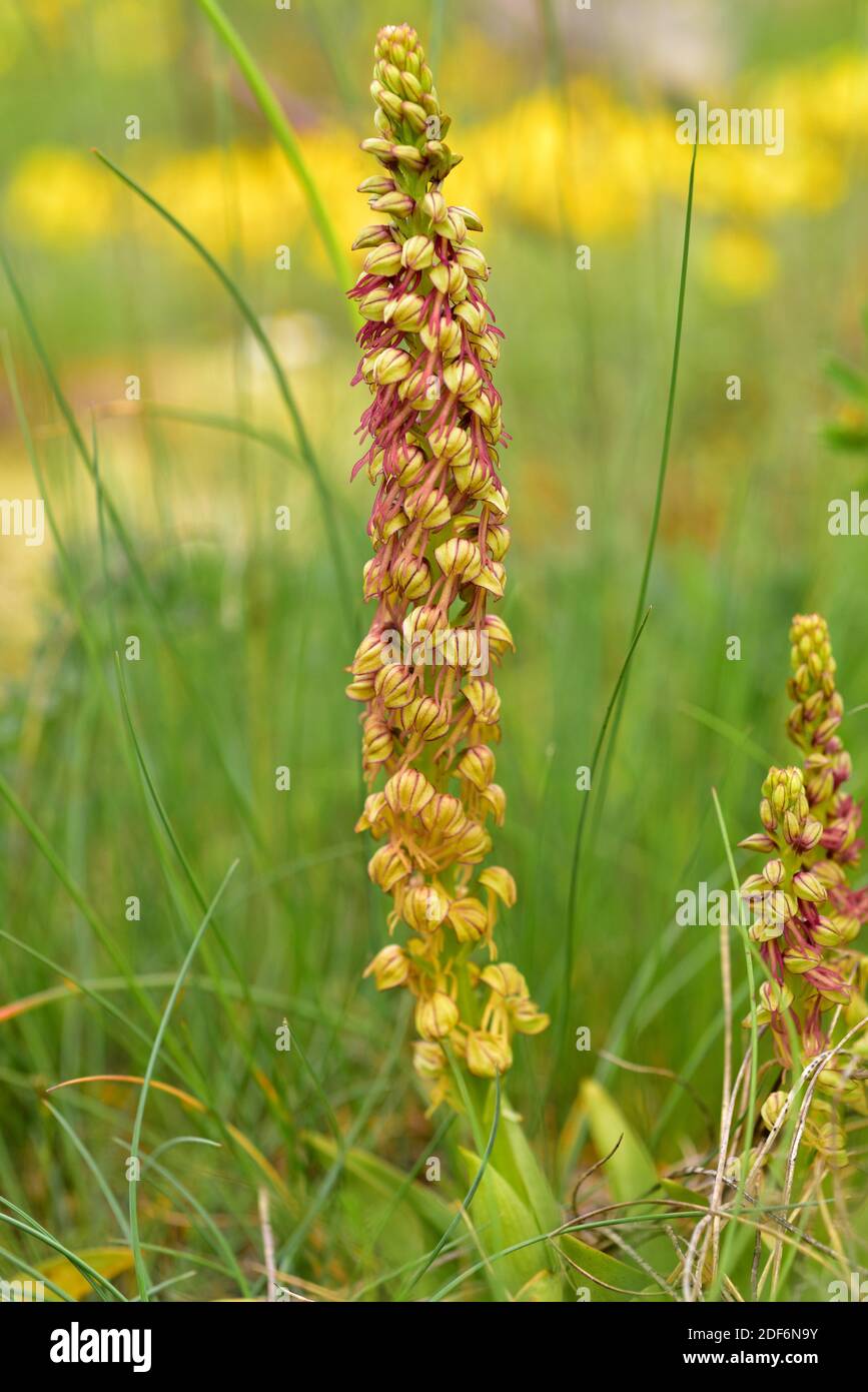 Man orchid (Orchis anthropophora or Aceras anthropophorum) is a terrestrial orchid native to Europe. This photo was taken in Babia, Leon province, Stock Photo