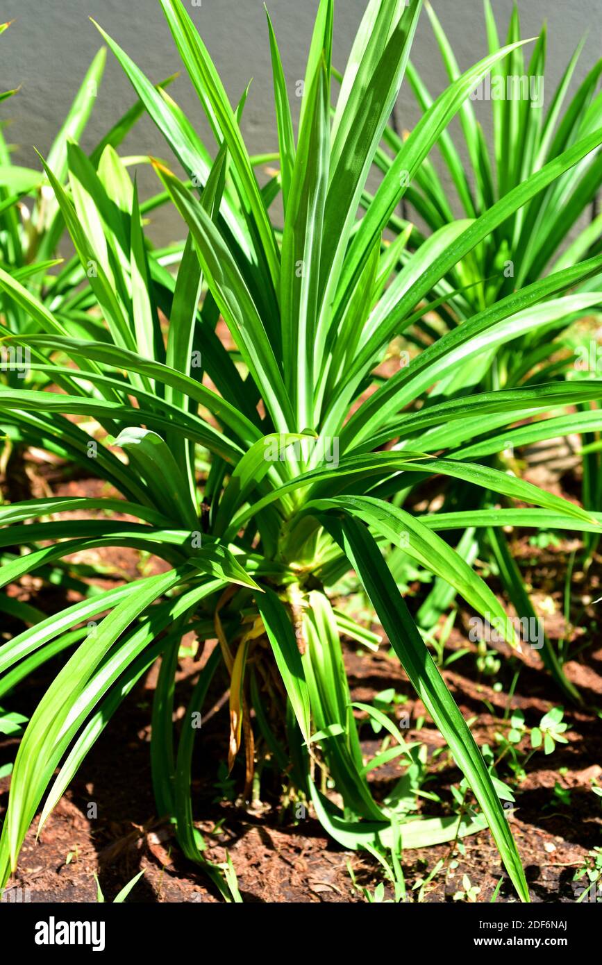 Fragrant pandan or screwpine (Pandanus amaryllifolius) is a shrub or little tree used for cooking as a flavoring and for its medicinal properties in Stock Photo