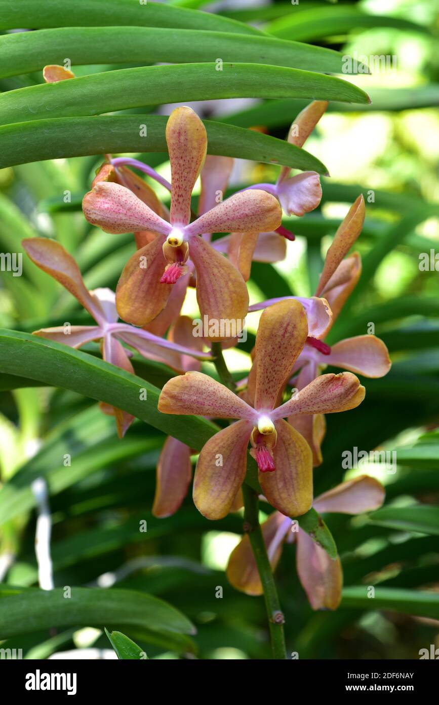 Hybrid orchid (Aranda sp. ) between Arachnis and Vanda. Stock Photo