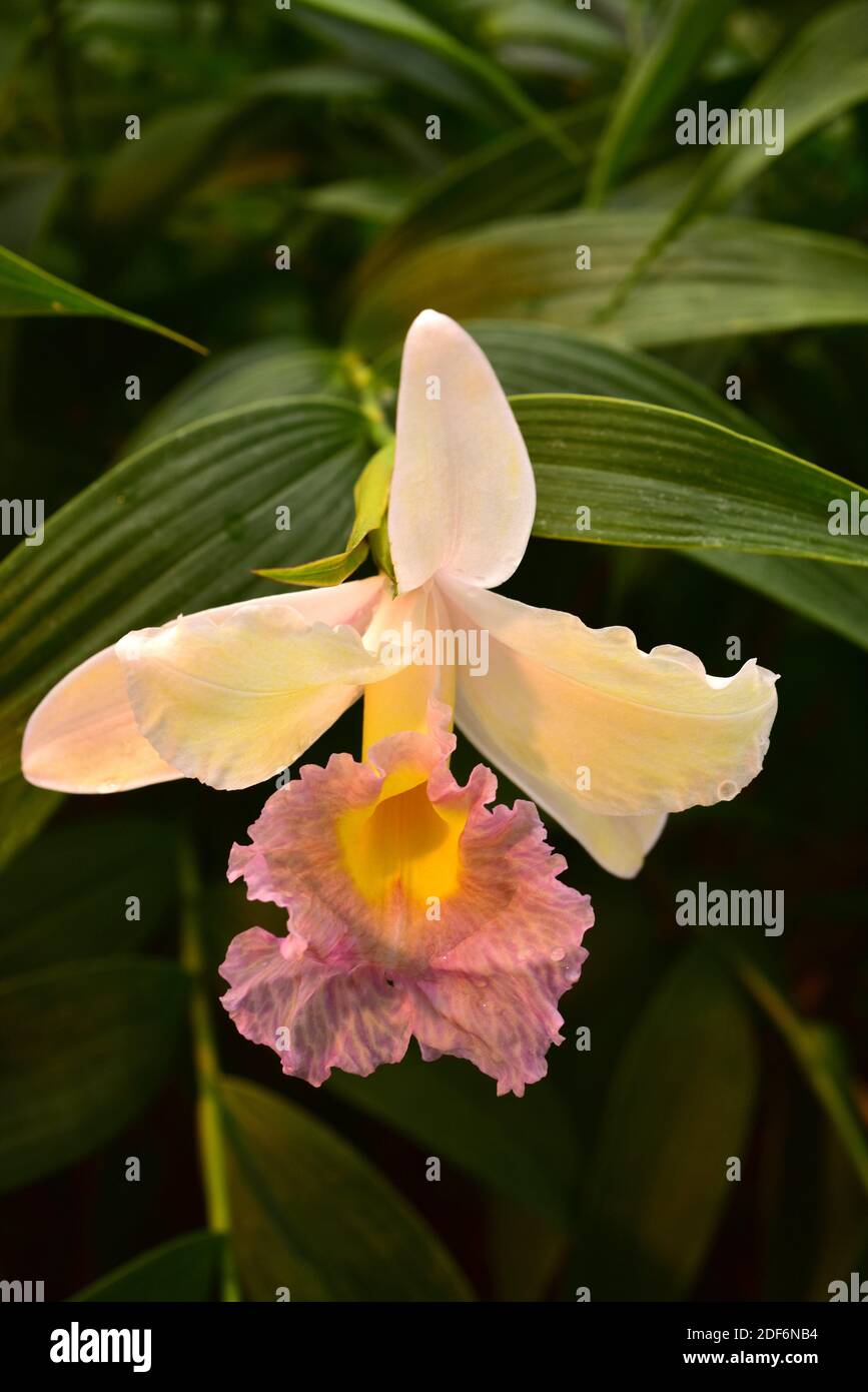 Sobralia hi-res stock photography and images - Alamy