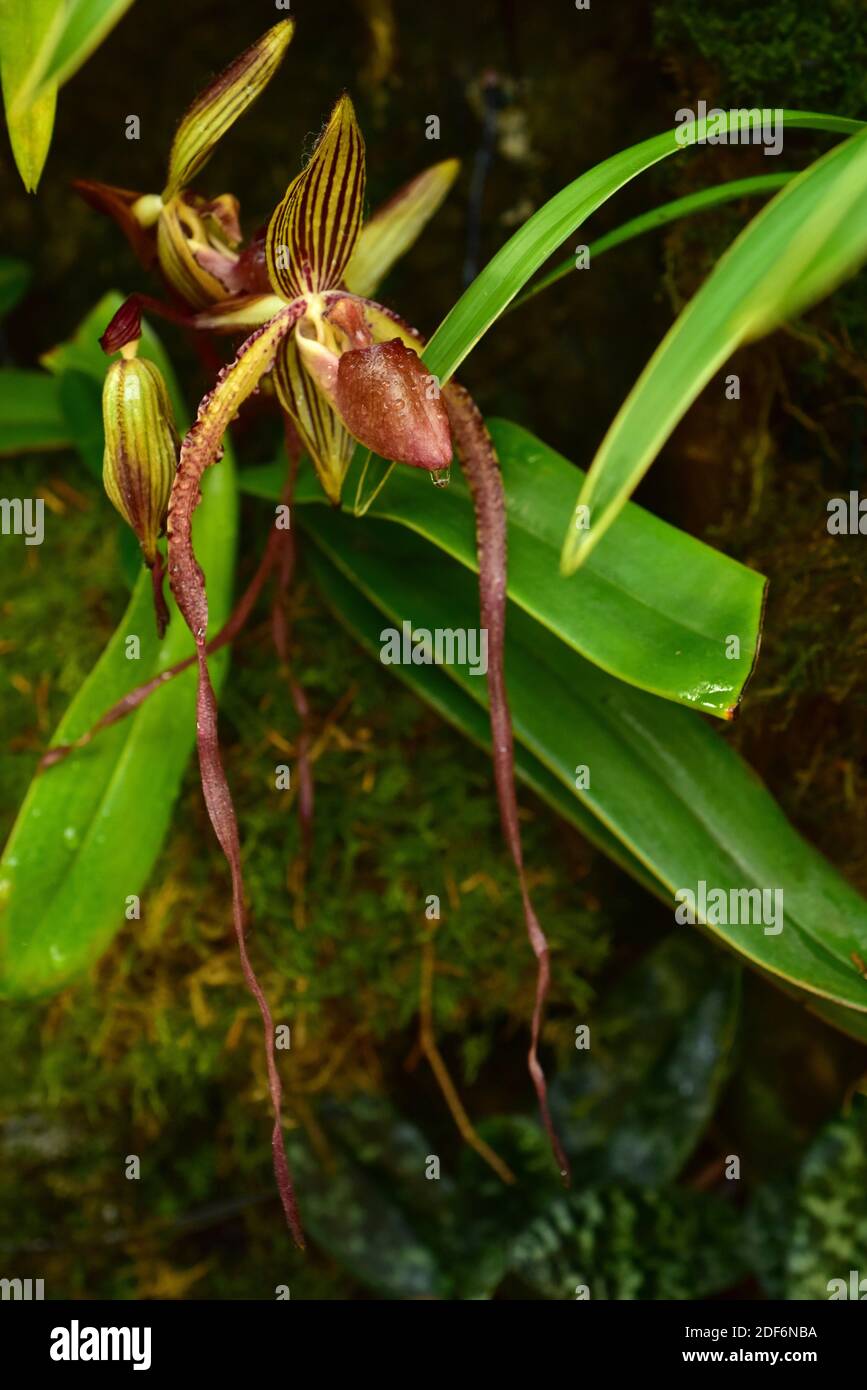 Paphiopedilum glanduliferum is an ornamental orchid endemic to New Guinea. Stock Photo