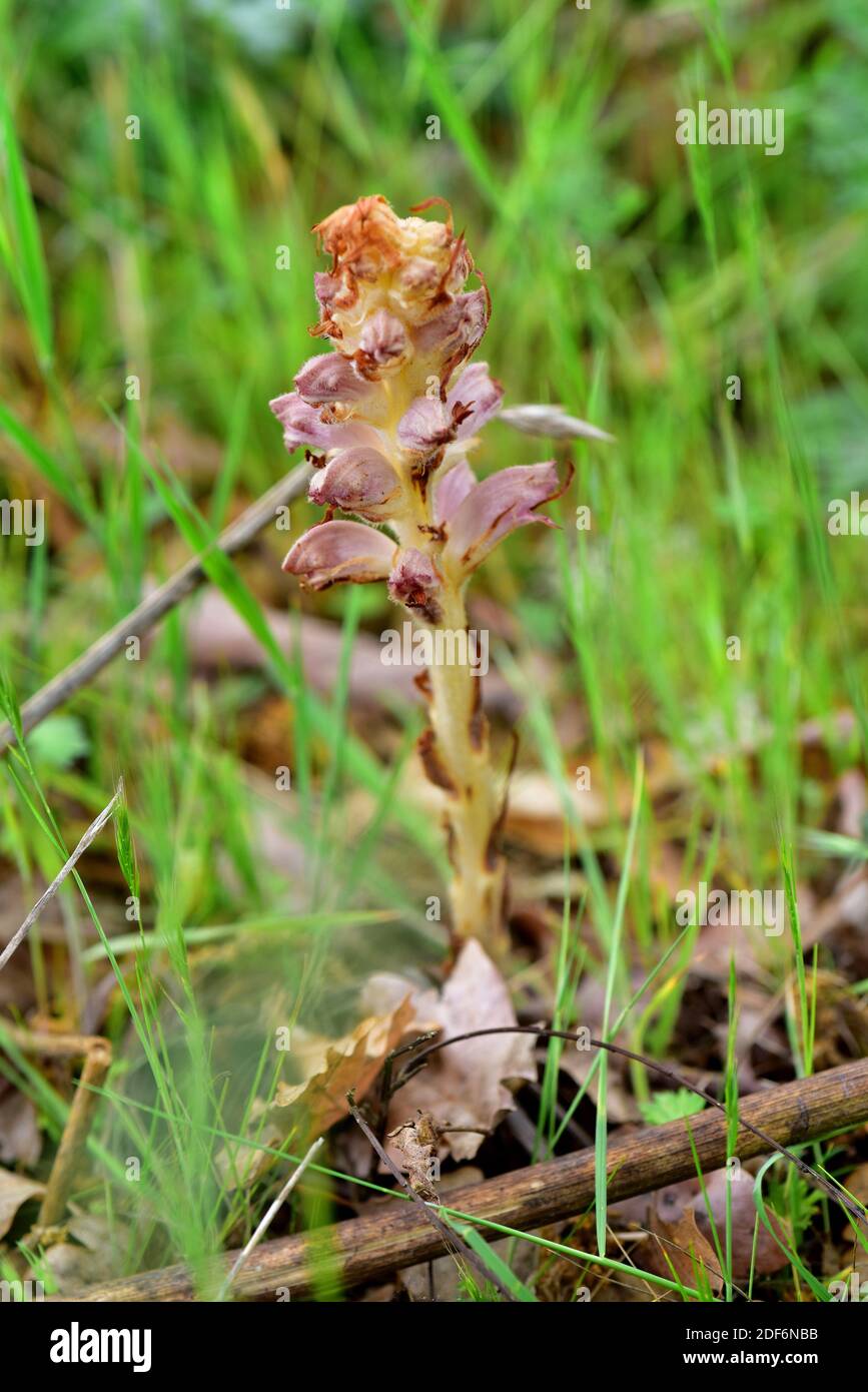 Greater broomrape (Orobanche rapum-ginestae) is a parasite plant native to Eurosiberian region. This photo was taken in Arribes del Duero Natural Stock Photo