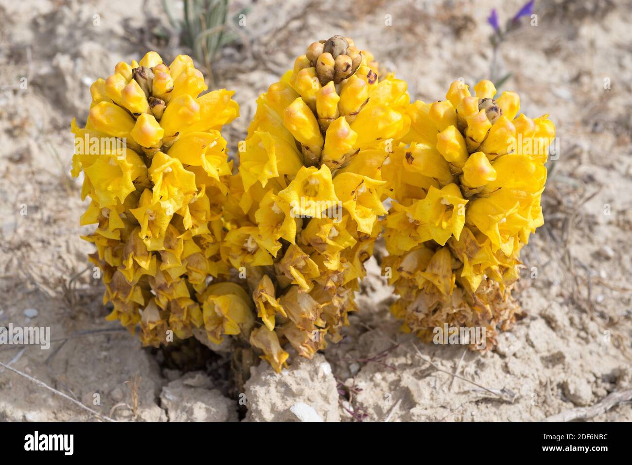 Yellow broomrape (Cistanche phelypaea) is a parasitic plant native to eastern Mediterranean Basin. This photo was taken in Sorbas, Almeria province, Stock Photo