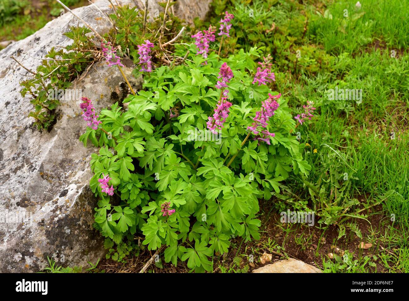 Hollowroot (Corydalis bulbosa or Corydalis cava) is a perennial herb native to Europe. This photo was taken in Babia, Leon province, Castilla-Leon, Stock Photo