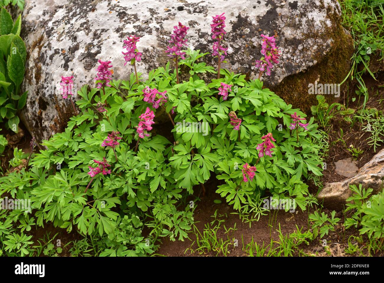 Hollowroot (Corydalis bulbosa or Corydalis cava) is a perennial herb native to Europe. This photo was taken in Babia, Leon province, Castilla-Leon, Stock Photo