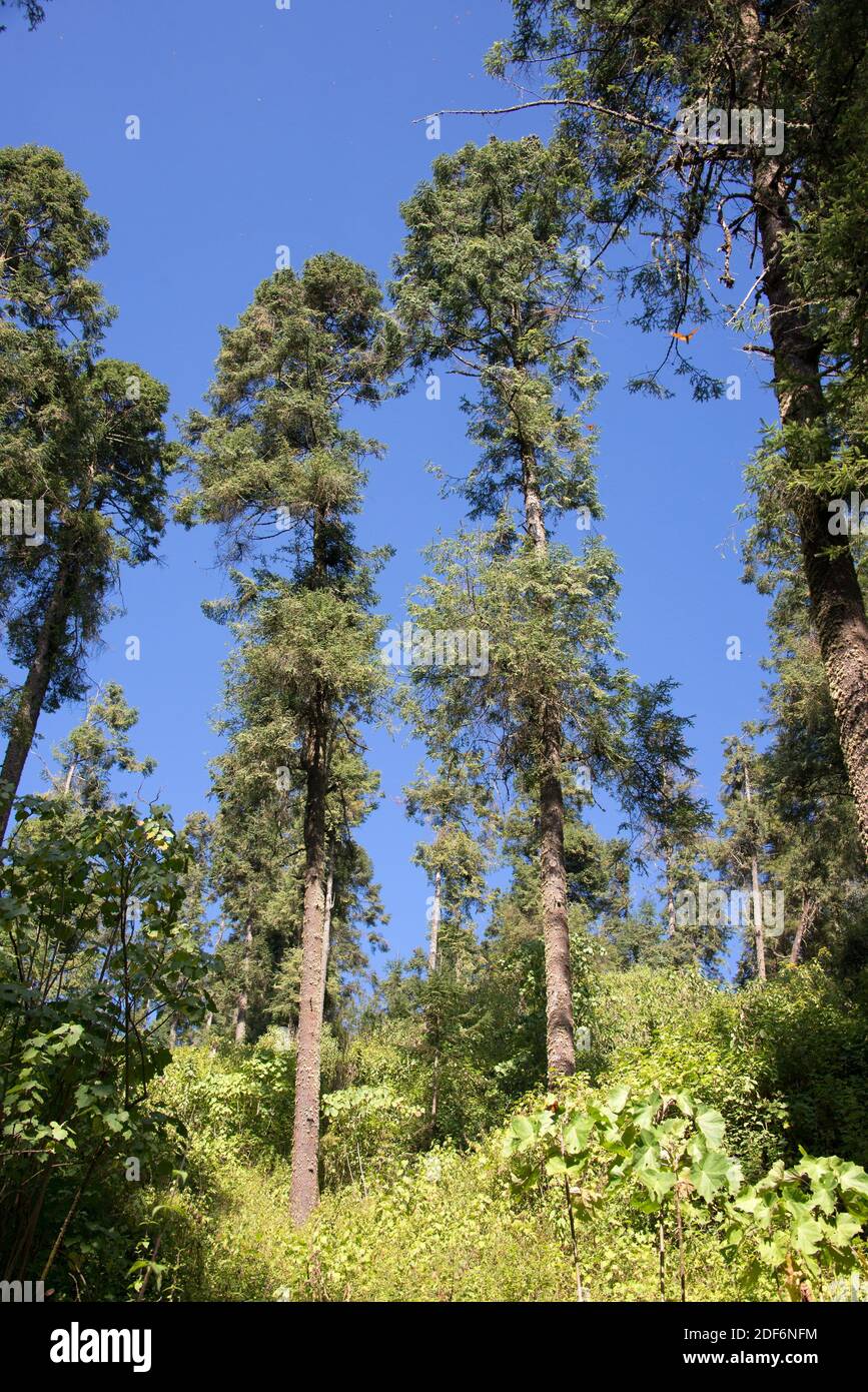 Oyamel or sacred fir (Abies religiosa) is a coniferous tree native to Mexico and Guatemala mountains. This photo was taken in El Rosario Monarch Stock Photo