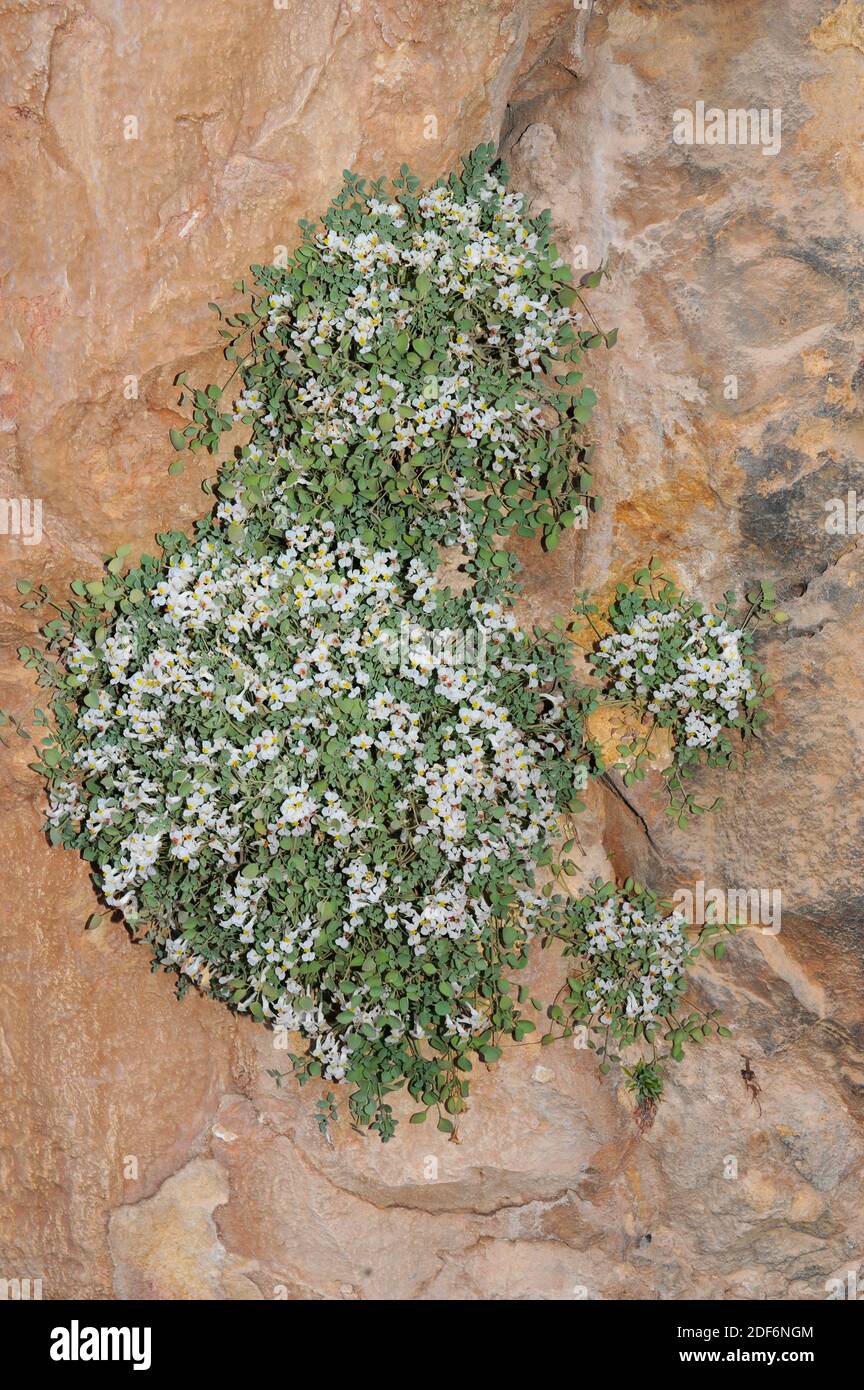 Zapatitos de la Virgen (Sarcocapnos enneaphylla) is a perennial herb native to eastern Spain and north Africa. This photo was taken in Conca de Stock Photo